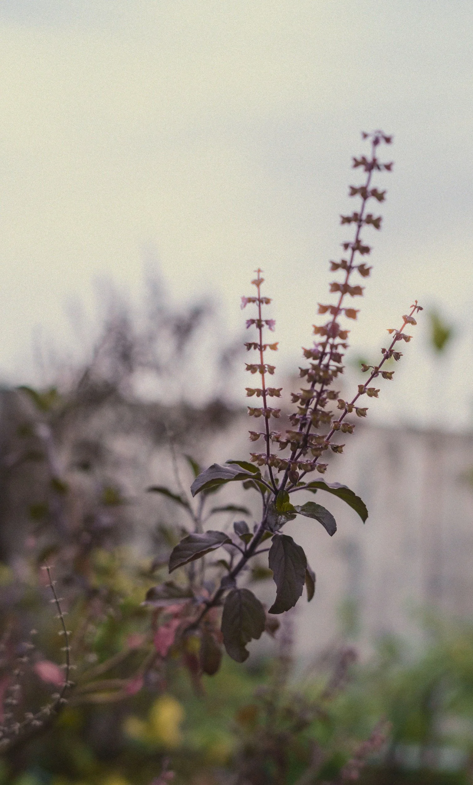 September - Early Autumn - Metal/Vata