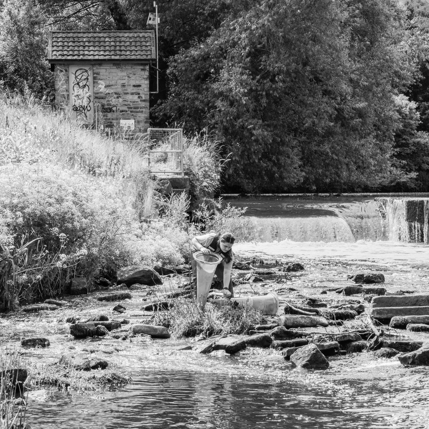 Calder Rivers Trust clean-up
Cromwell Bottom, June 2024