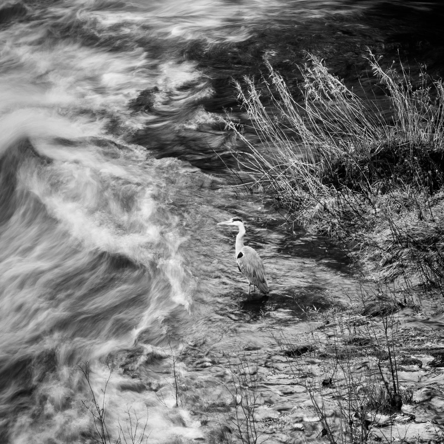 Heron, Brearley Bridge, October 2023