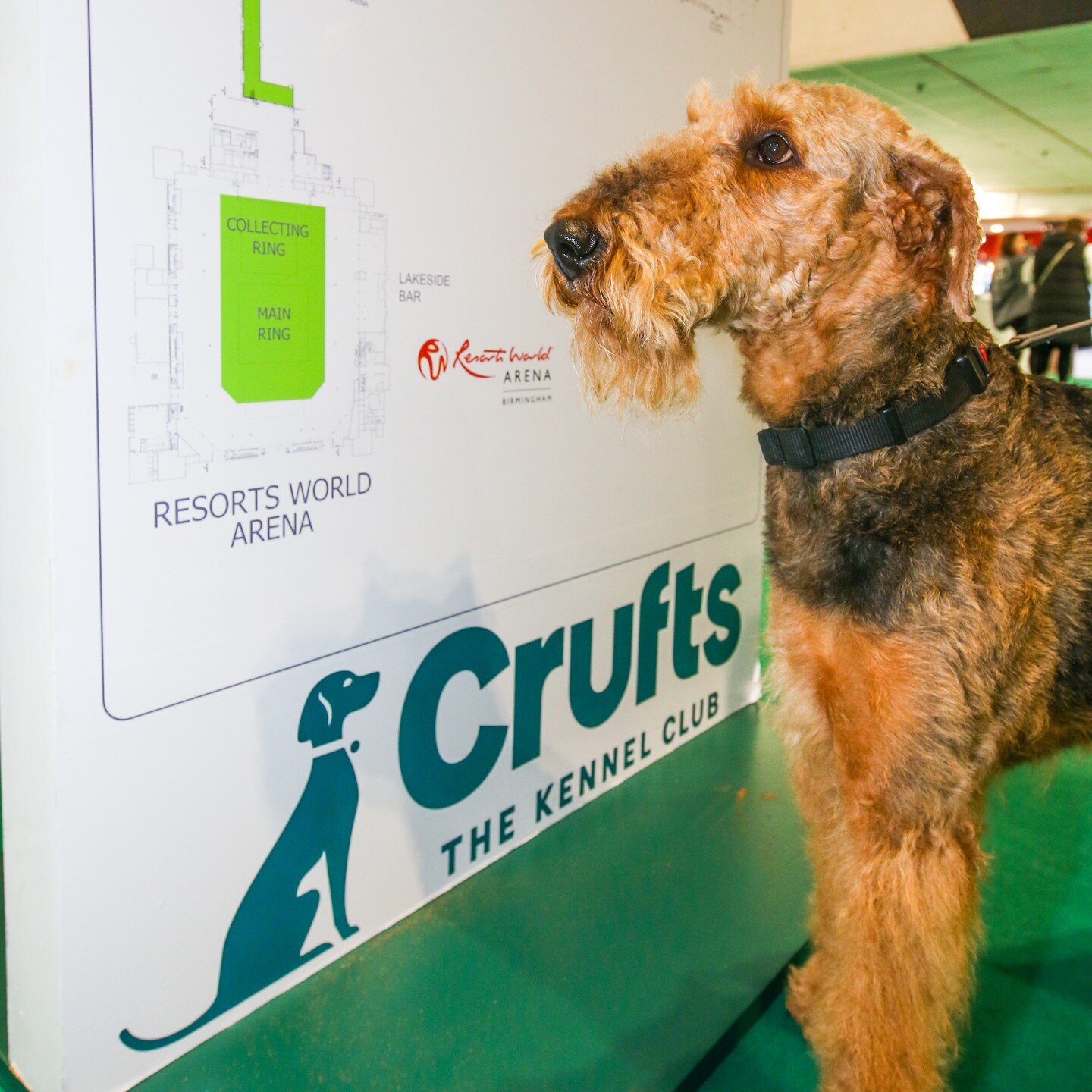 Airedale Terrier, Bramley works out the route to the Main Ring on day one at Crufts 2022.
#crufts #crufts2022 #airedaleterrier #bramley #nec #photooftheday #resortsworld #kennelclub #dogs #dogsofinstagram #events #exhibitions
#clarebalding #dogbreede