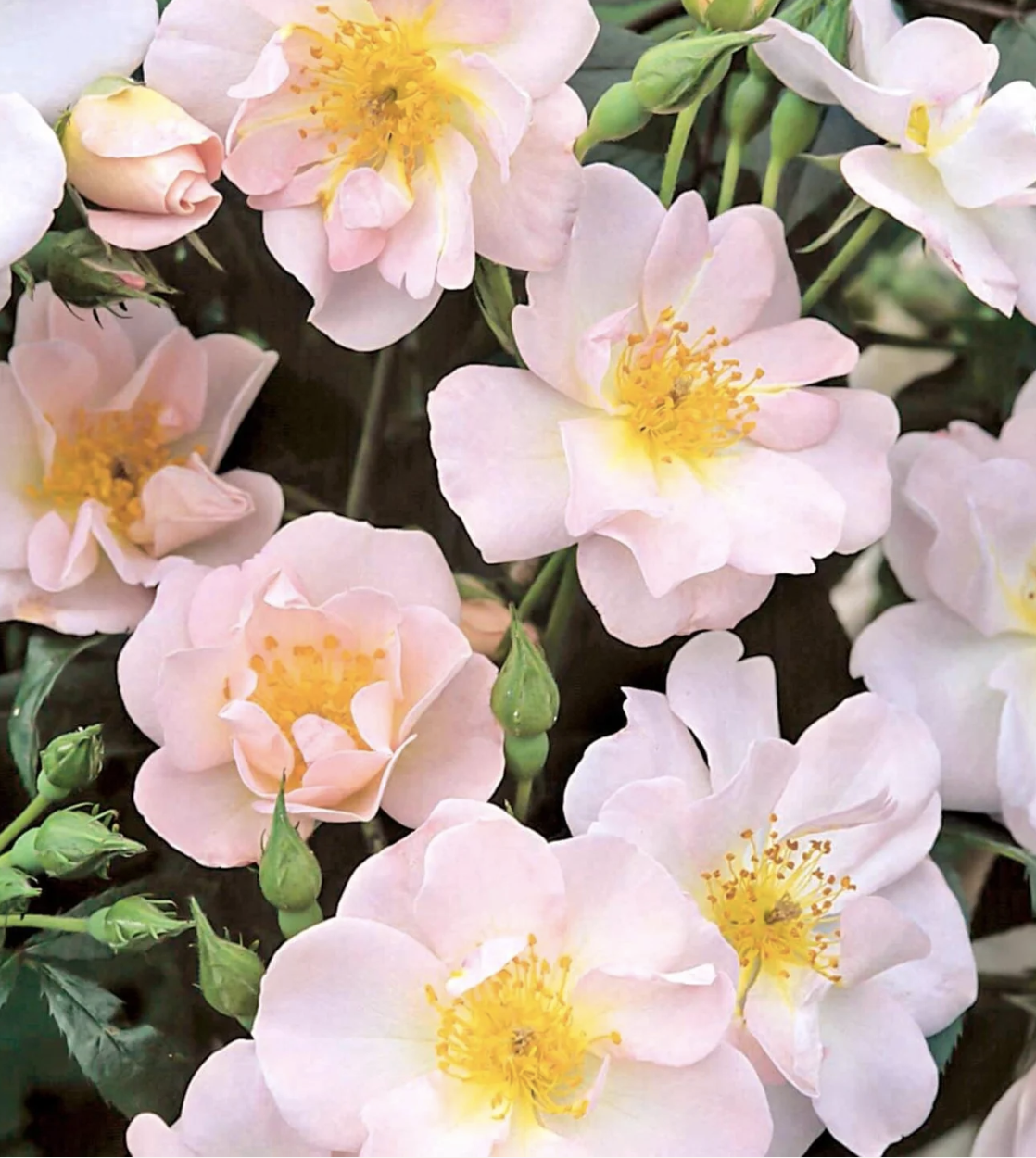 Mother's Day Bare Root Rose "Open Arms"