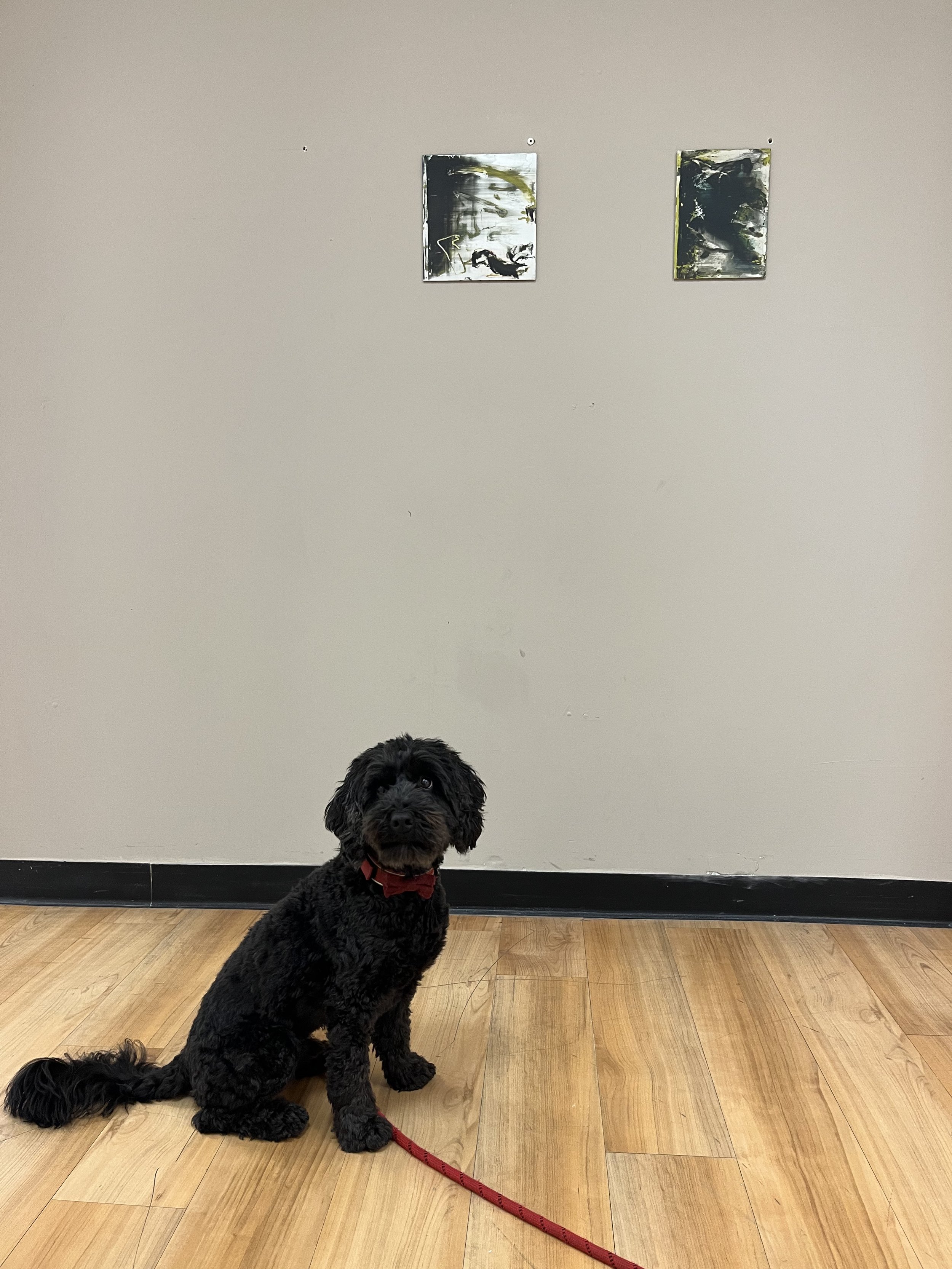 alfie in situ in Wrexham