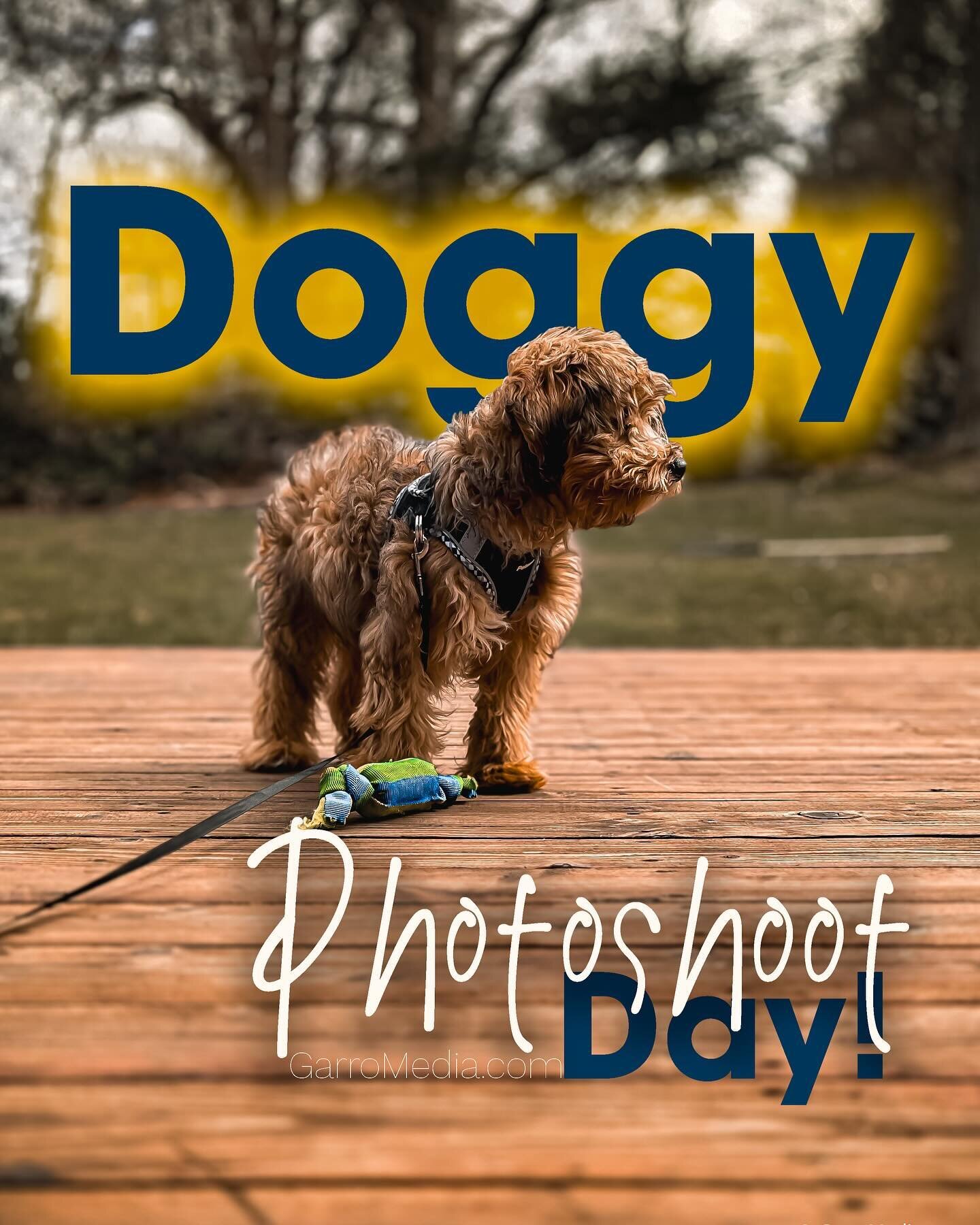 Doggy #photoshoot #doggy #photgraphy 
#dogs #photo 

.
.
.

@garromediagroup