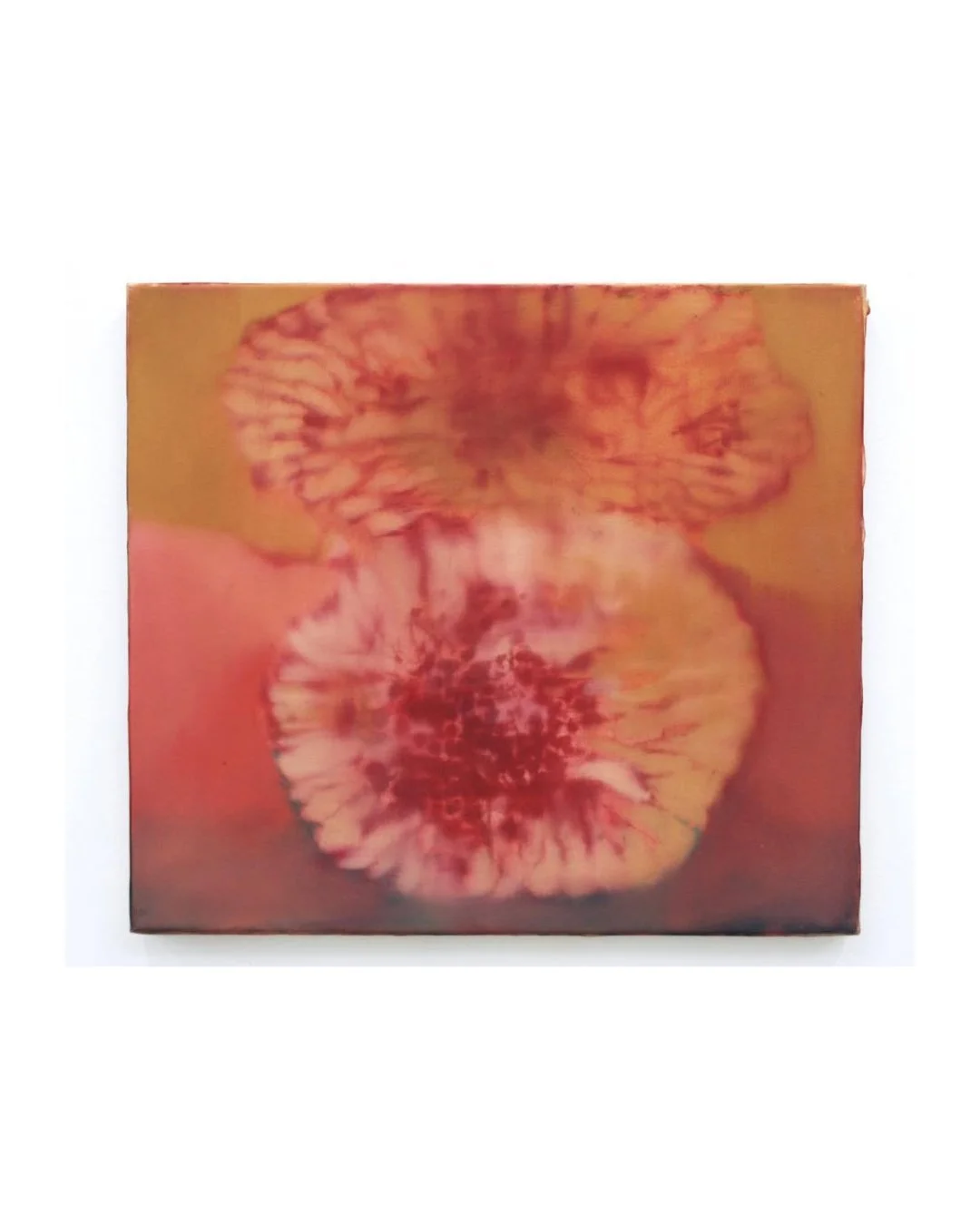 @imogen_allen_ Rose Lichen, 2024, Oil on canvas, 41 x 46 cm #imogenallen