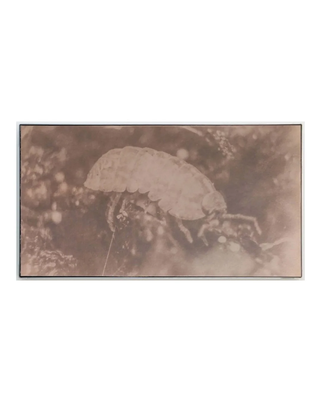 @justusderode In the cracked bark of trees, 2025, Oak bark toned cyanotype in steel frame, 81.3 &times; 152.4 &times; 7.6 cm #justusderode