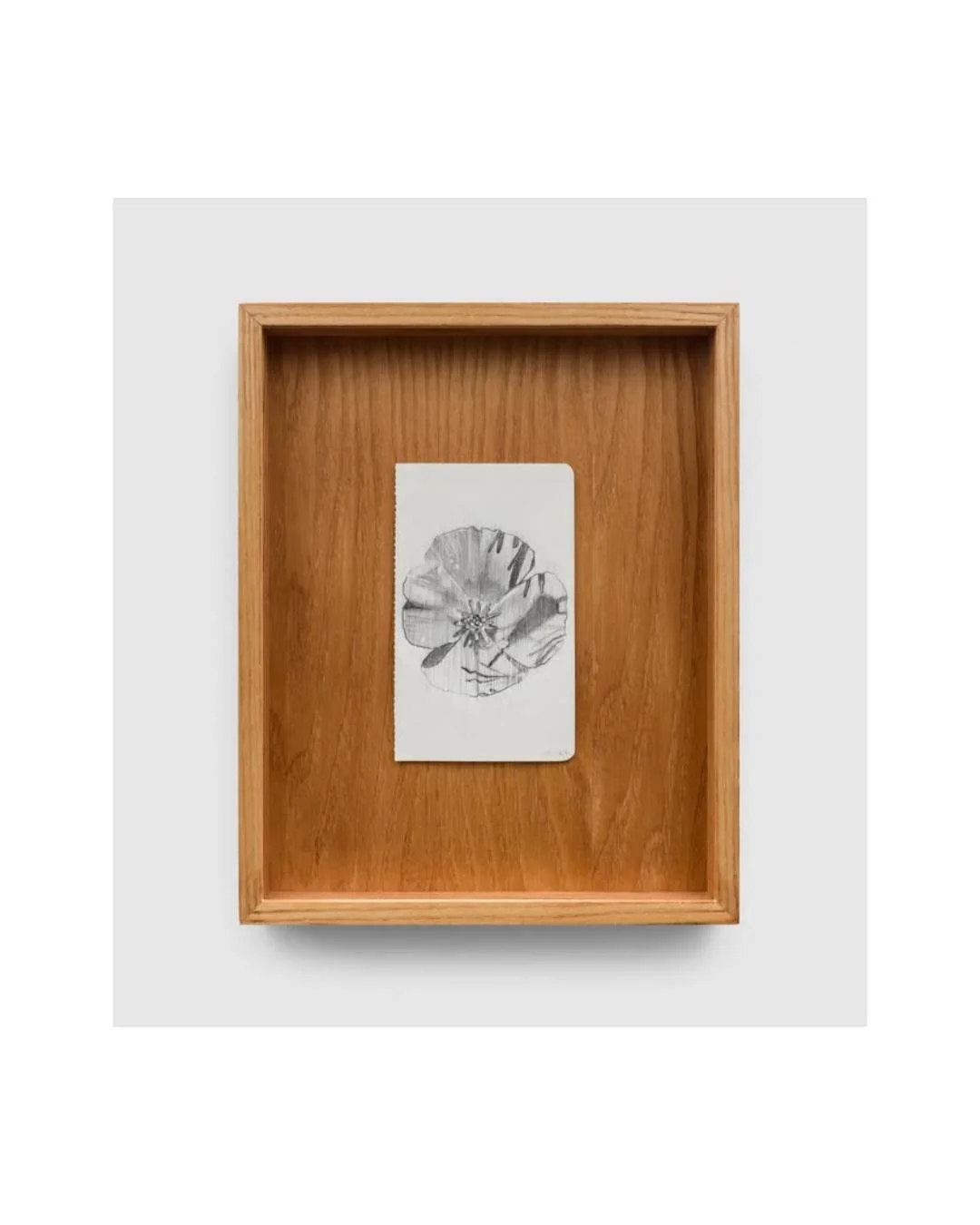 @michael_lombardo California Poppy I, 2026, Graphite on paper, 13 x 8.5 cm #michaellombardo