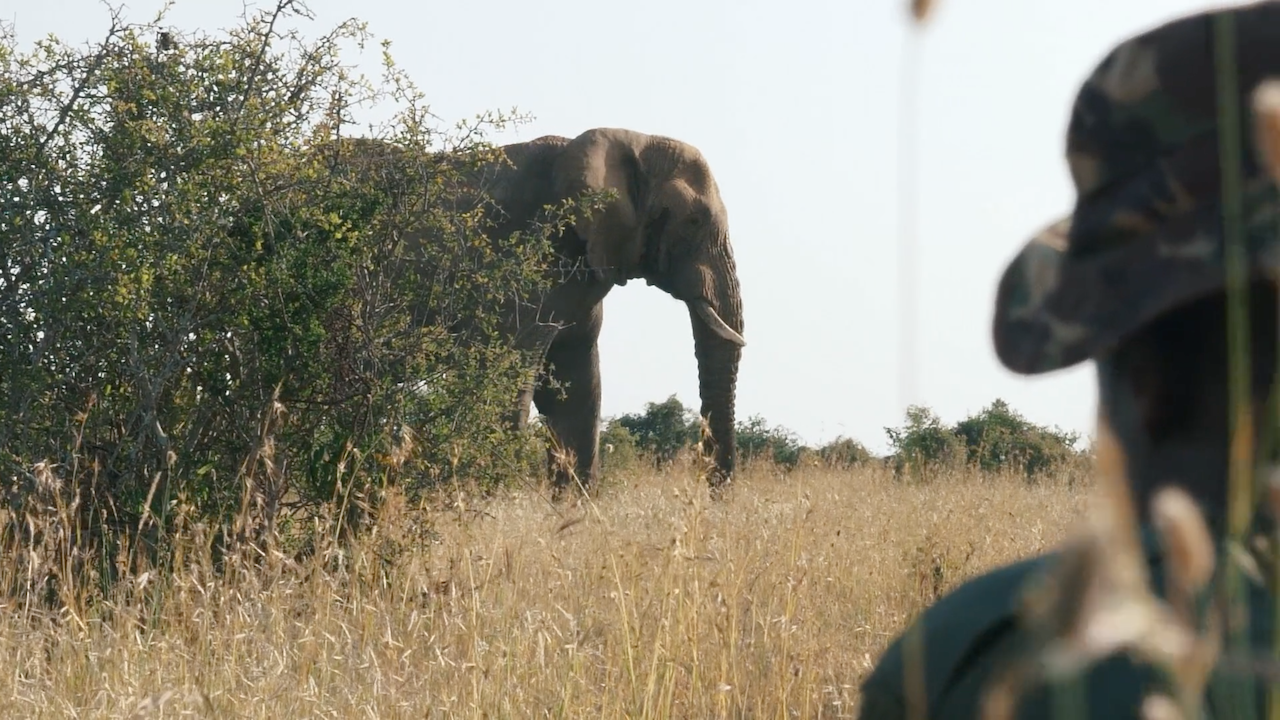 Specialist Ranger Units | Support Anti-Poaching Efforts — Space for Giants