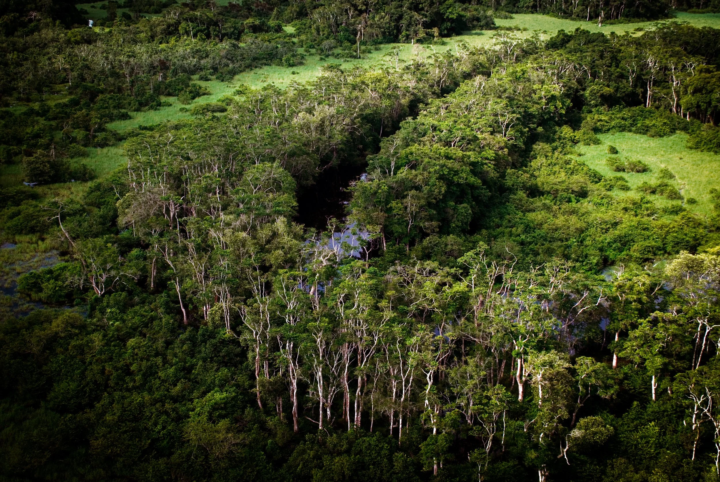 Pioneering carbon credit initiative announced to restore and protect African ecosystems