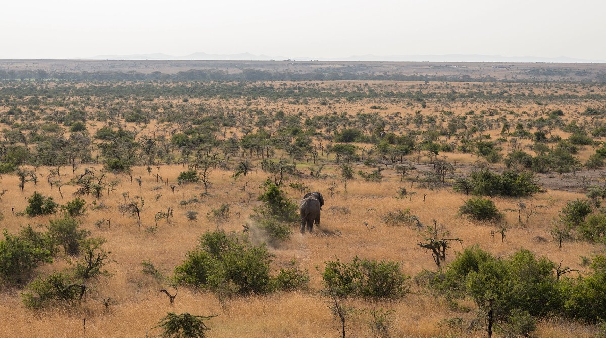Elephant Collaring_Space for Giants_Laikipia_Kenya_29.07.23_David Chancellor_00668 (1).jpg
