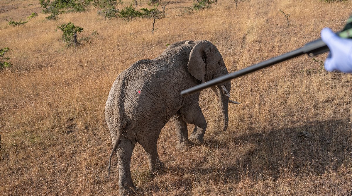 Elephant Collaring_Space for Giants_Laikipia_Kenya_29.07.23_David Chancellor_00047 (1).jpg