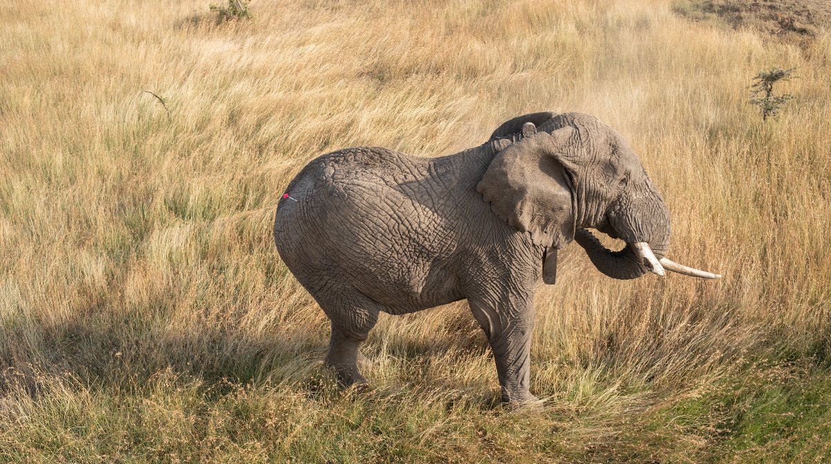 Elephant Collaring_Space for Giants_Laikipia_Kenya_29.07.23_David Chancellor_00035 (1).jpg