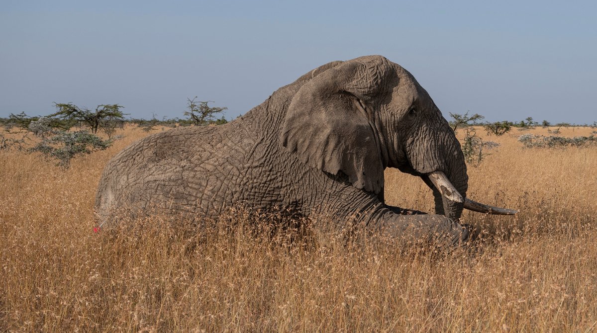 Elephant Collaring_Space for Giants_Laikipia_Kenya_29.07.23_David Chancellor_00073 (1).jpg