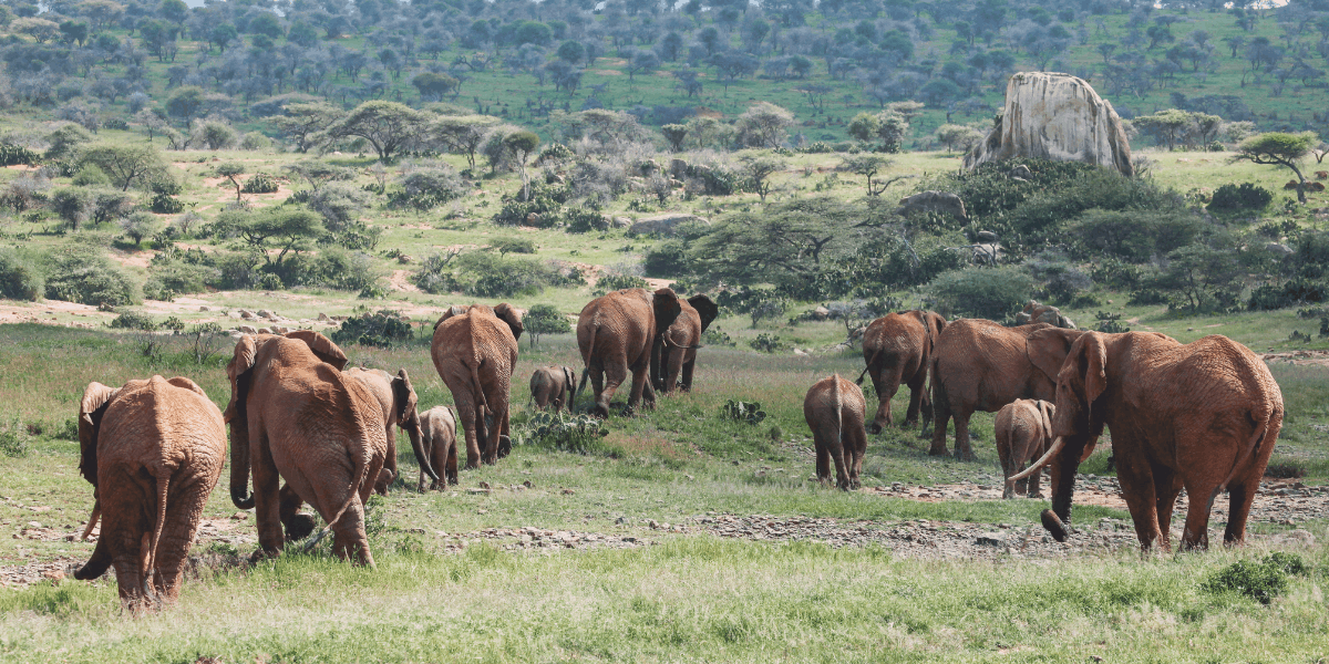 Perspective 2026: Elephants Don’t Live in Parks - They Live in Landscapes