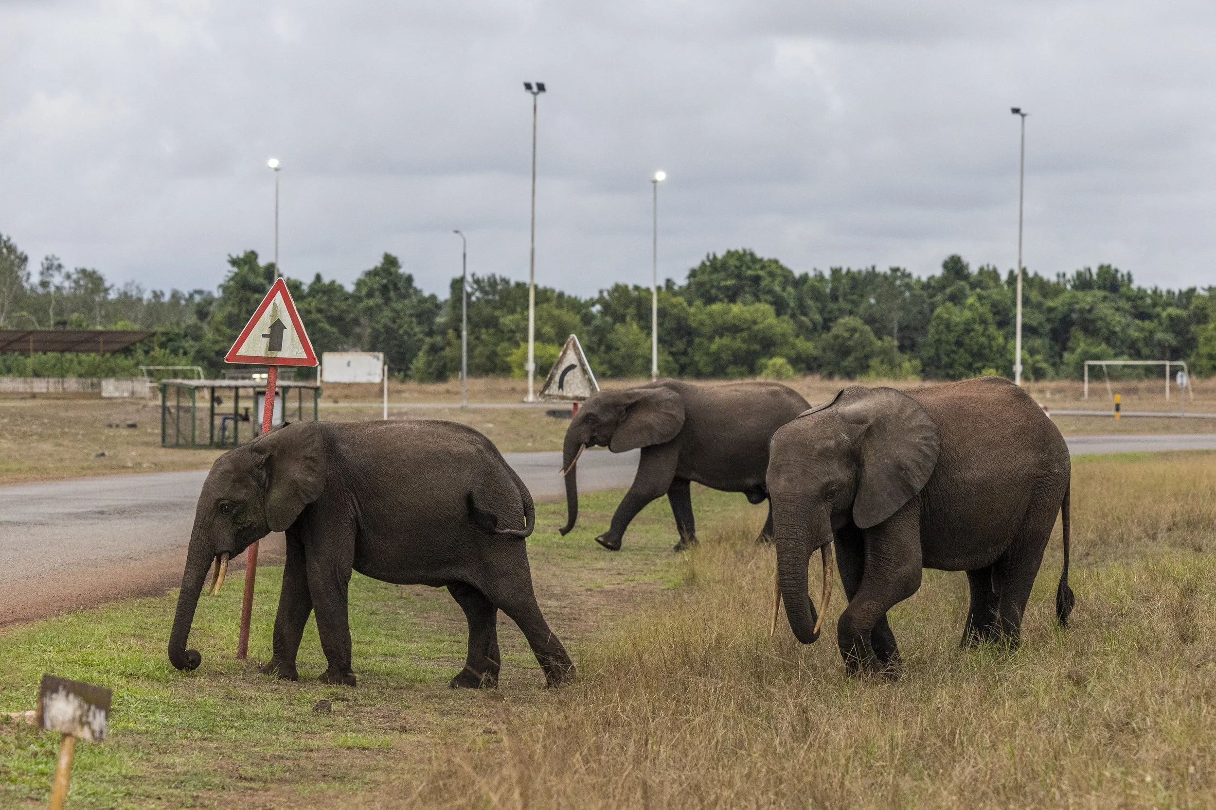 From Conflict to Coexistence: How Gabon Changed the Way It Lives with Forest Elephants