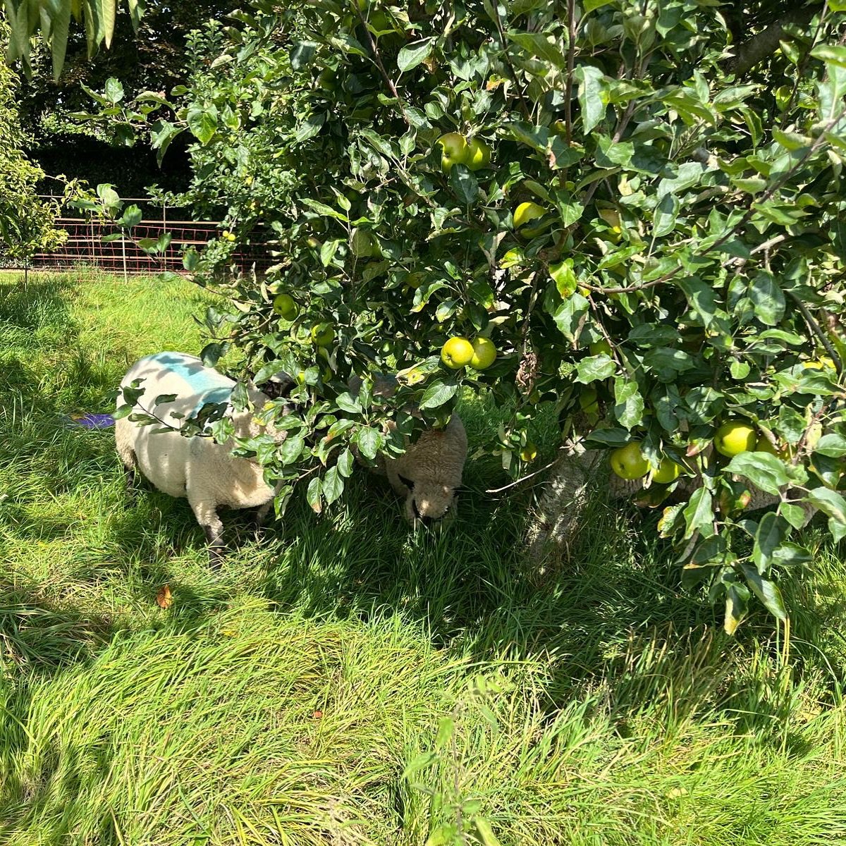 Miraculous autumn sunshine, and the sheep are hiding under the apple trees, still with leaves on, but not for long&hellip; 🍂

#farmlife #sustainable #circularfarming #appletrees #orchard #applepress #applejuice #sheep #cows #livestock #andover #SWbu