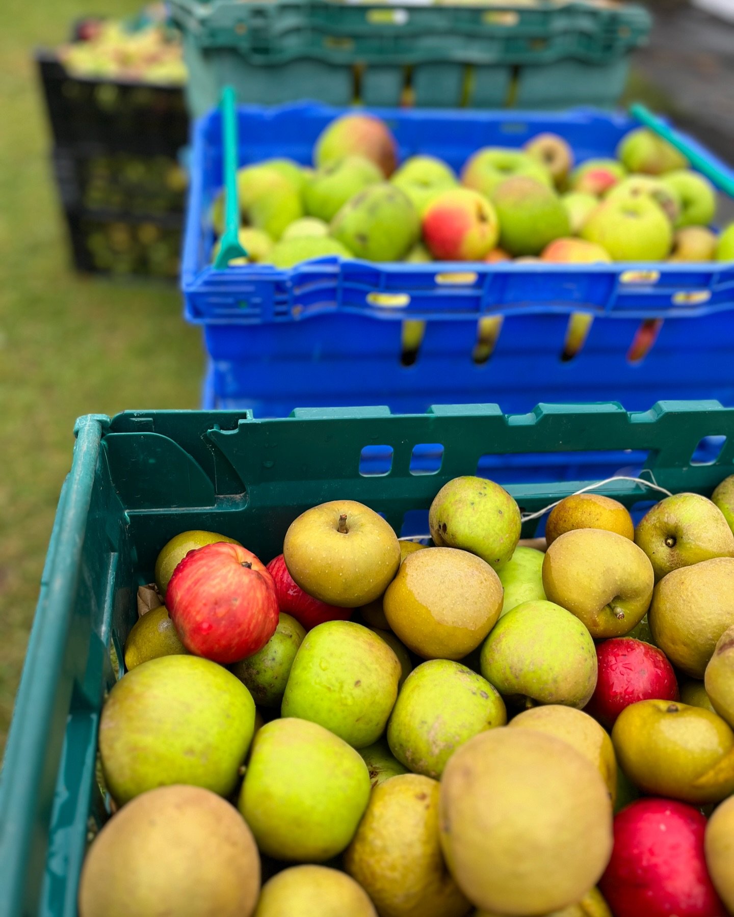 More rain?? Thankfully the apples are being washed by rainwater today, before being pressed into delicious juice. Keep an eye on your email inboxes for a notification that your bottles are ready to be collected 🍏🧃 #applejuice #localbusiness #autumn