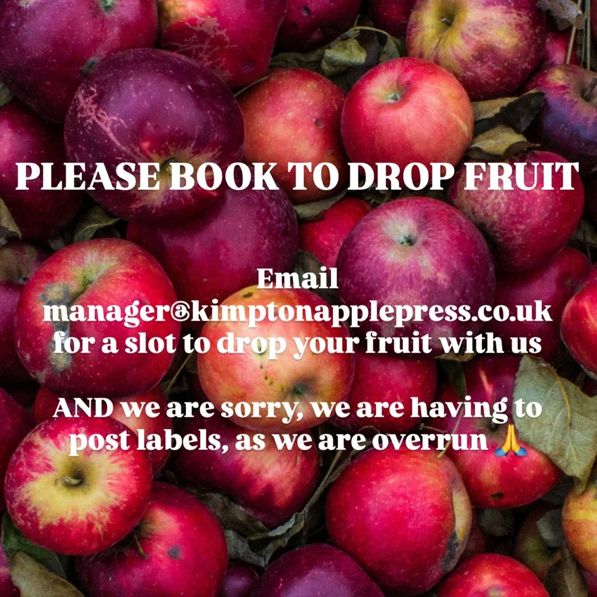 Due to an unprecedented bumper apple year, we must change our &lsquo;drop in&rsquo; policy!
Apples or pears MUST be booked in 🍏
Please email manager@kimptonapplepress.co.uk with
- how many apples you would like to bring
- and a day
- we will then re