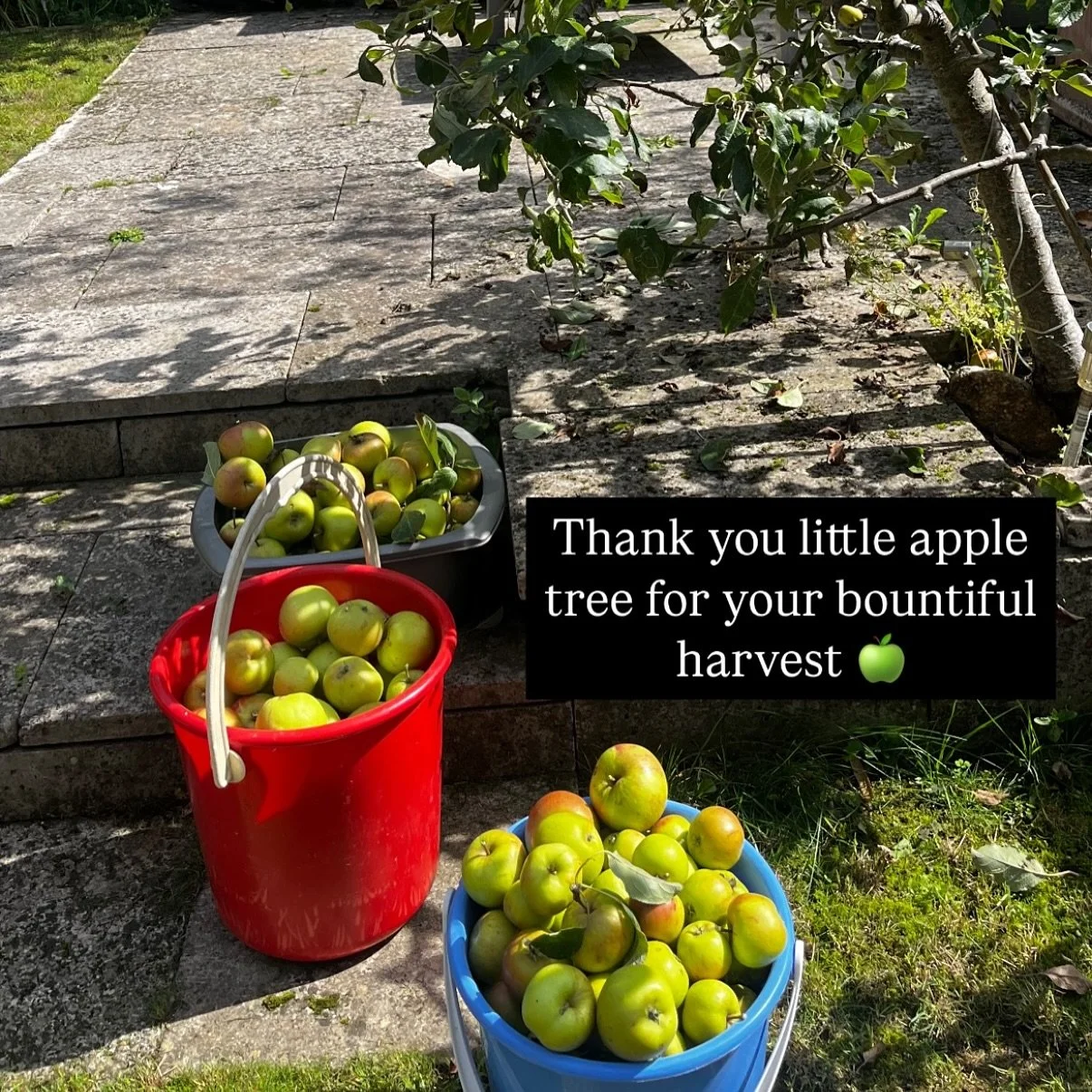 Thanks for dropping off apples @lucysfriendlyfoods 🧃 fresh juice is on its way! #applejuice #apples #countrylife #countryliving #orchard #kimpton #applepress #andover #hampshire #localbusiness