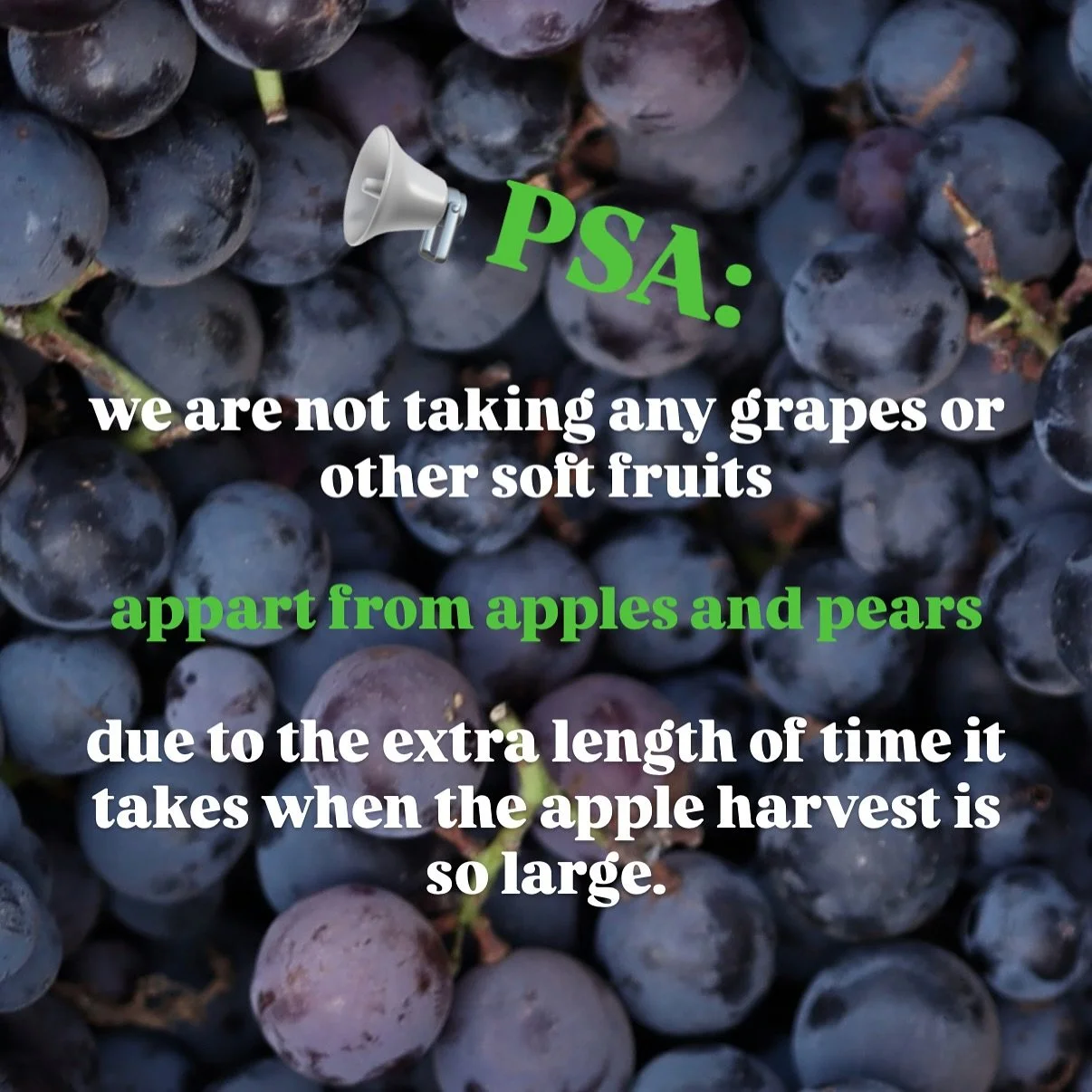 PSA: please only drop APPLES and PEARS at the press 📢 until further notice 🍏🍎🍐 due to the enormous harvest this year, we are snowed under! We are working our way through your beautiful boxes of fruit, but ask that people refrain from adding grape