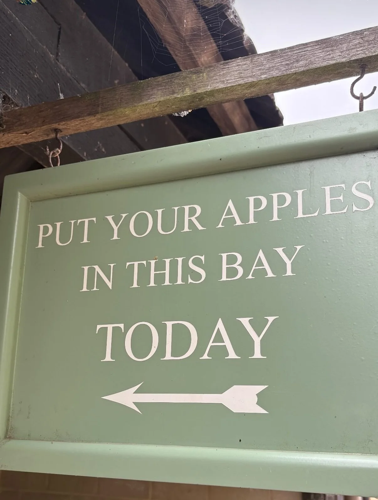 More beautiful apples flooding in today, juice emails will be coming to you shortly to say when your boxes are ready to collect 🍎🍏🧃 thank you to everyone who has already dropped off! We can&rsquo;t wait to see more fruit this week 💚 #applejuice #