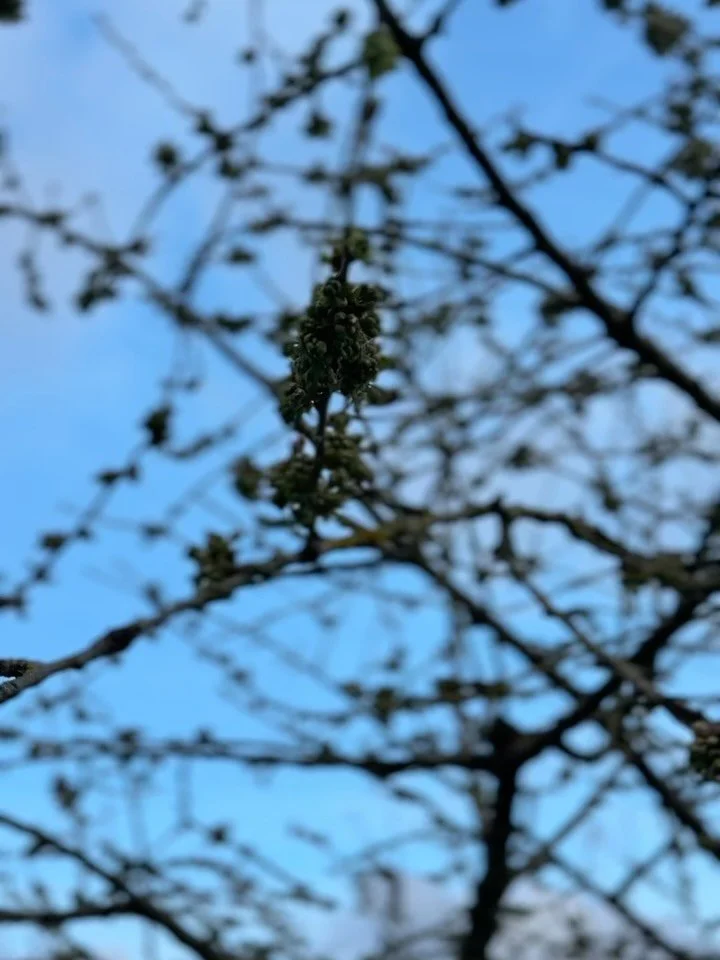 Happy Easter weekend to all. Our darling blossoms are starting to come out, all around the orchard, with pears and apples looking promising for later this year! We hope all your gardens have enjoyed the sun, and the Waster bunny hopping around 🐇 #ap