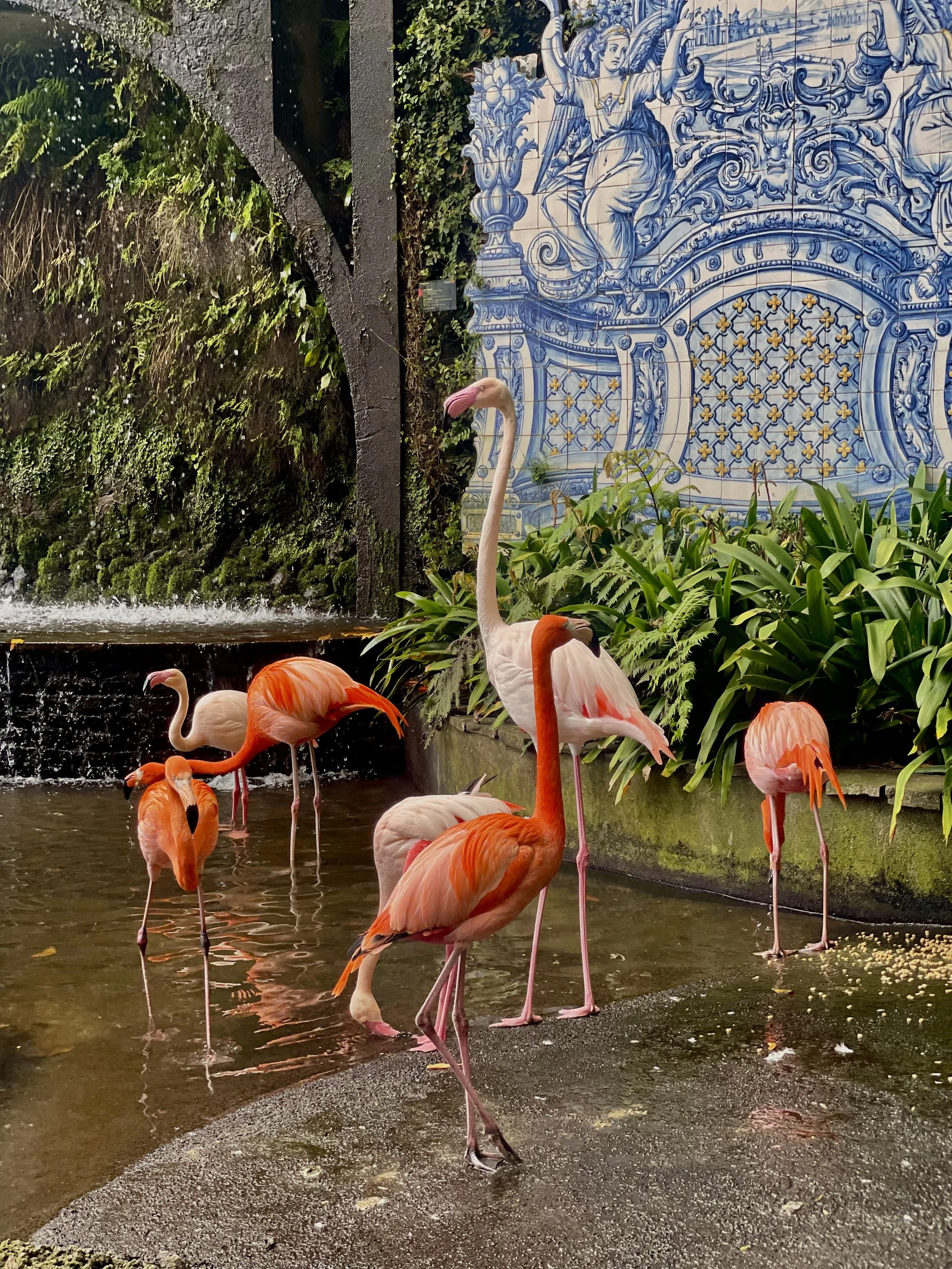 Group of flamingos standing in shallow water with lush greenery and blue patterned tile wall in the background.