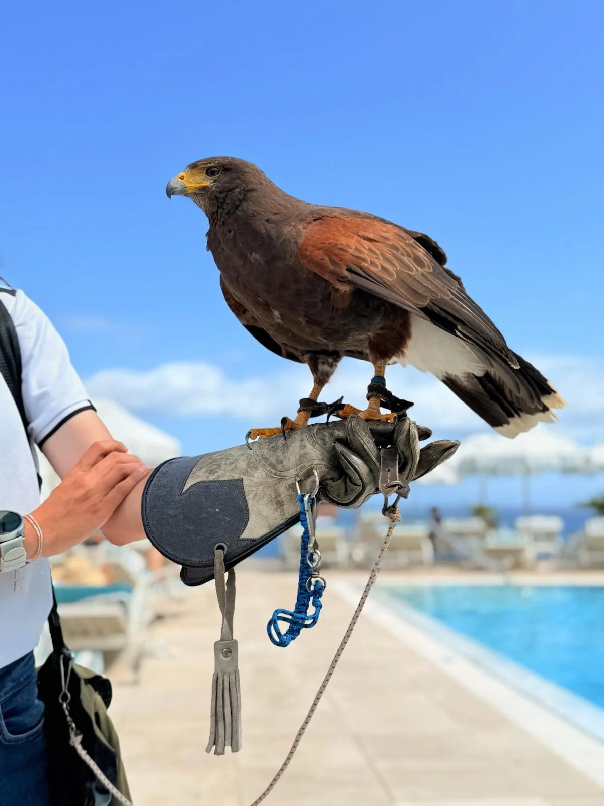 A person holding a Harris's hawk on their gloved arm outdoors near a swimming pool, with a blue sky background.