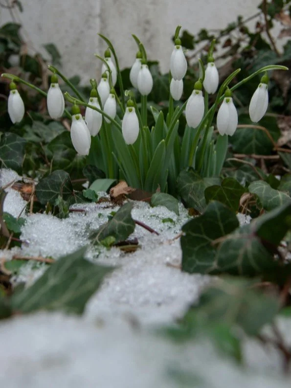 Did you know the season of Easter lasts 50 days?!

The snowdrop flower always reminds me of this season as it was the first to bloom in my backyard as a kid &amp; thus many an Easter egg was hidden plopped in the center of a newly grown patch.

The s