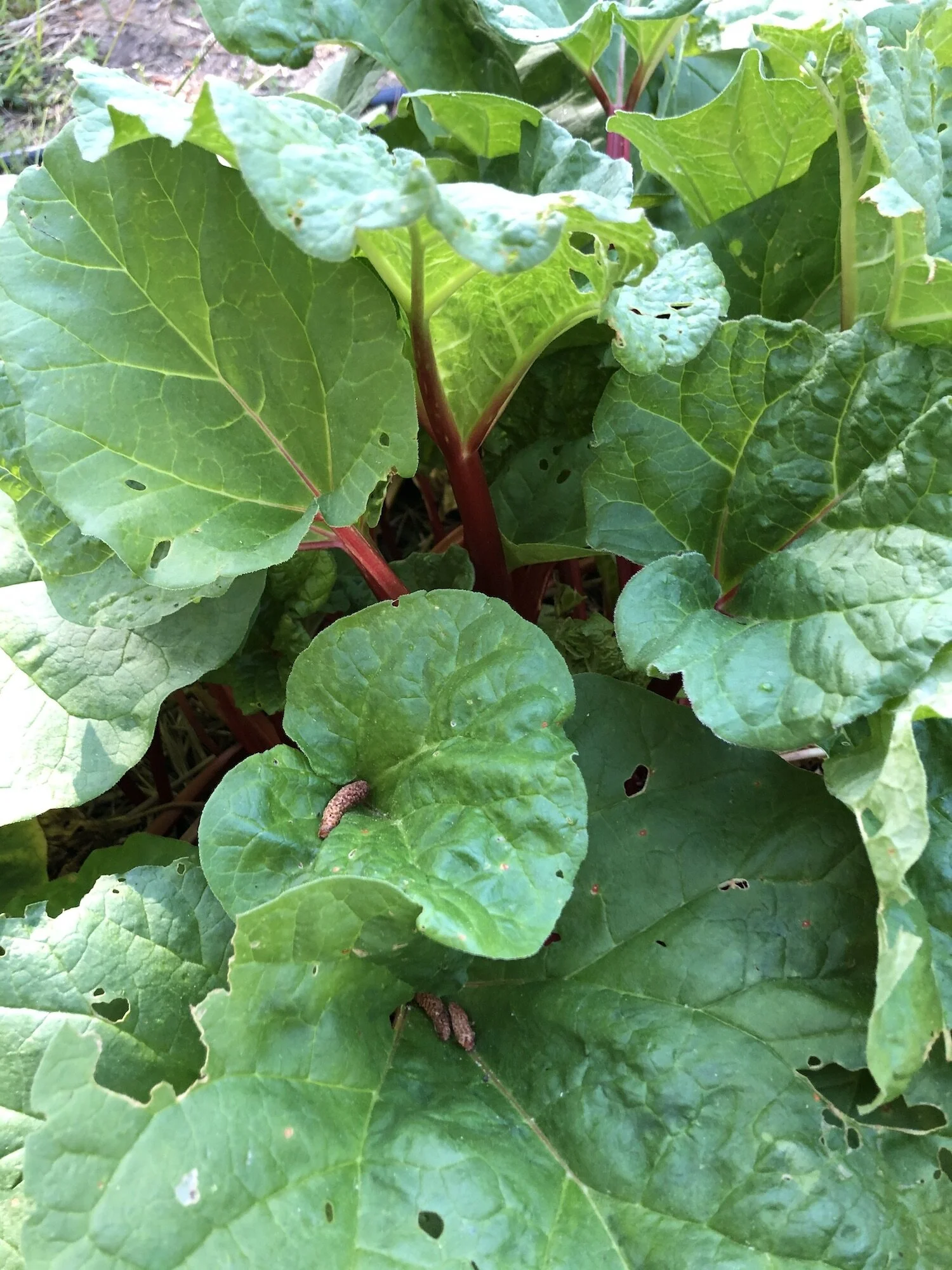 Rhubarb and Recording