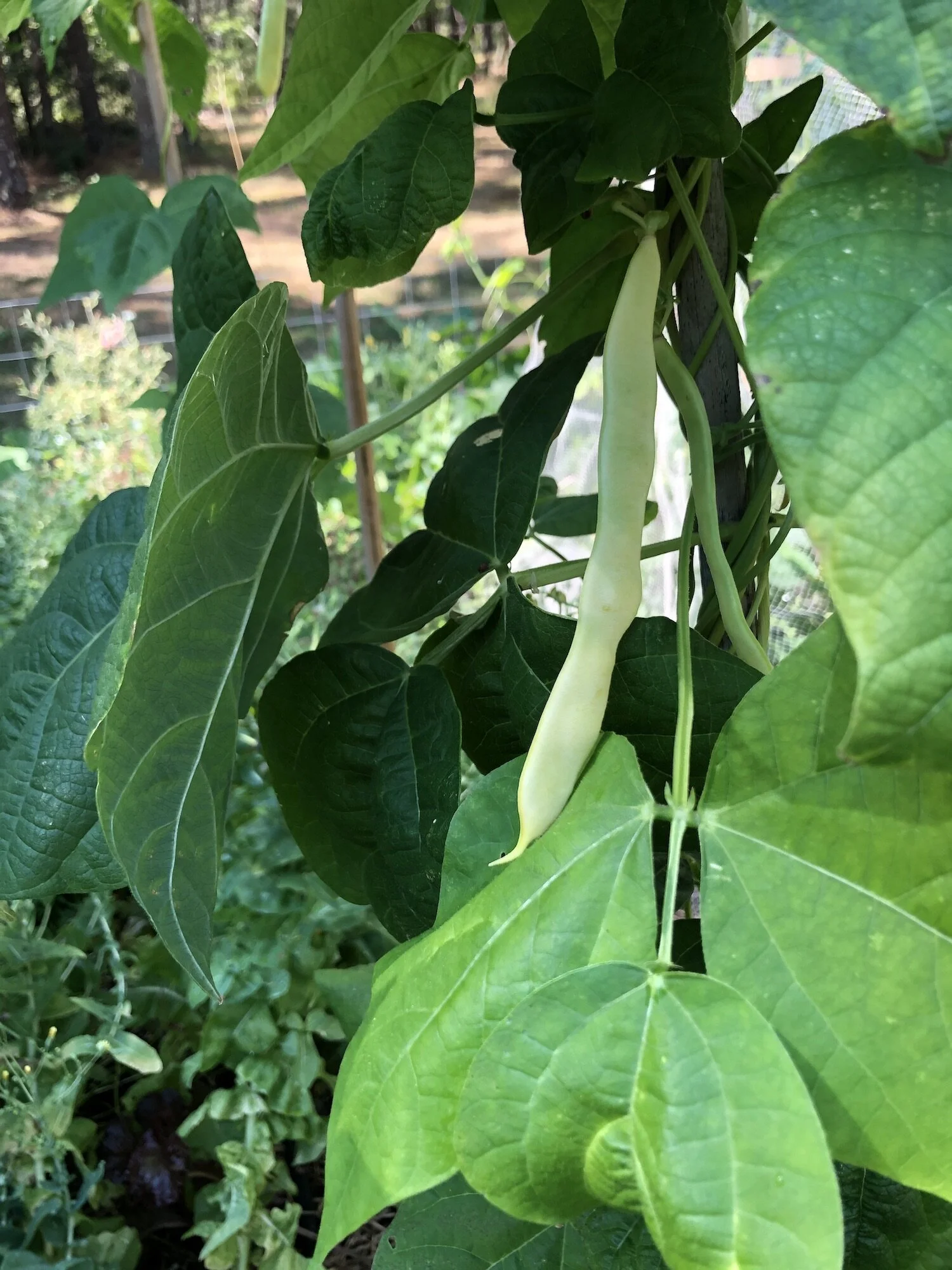 In Spite of the Drought