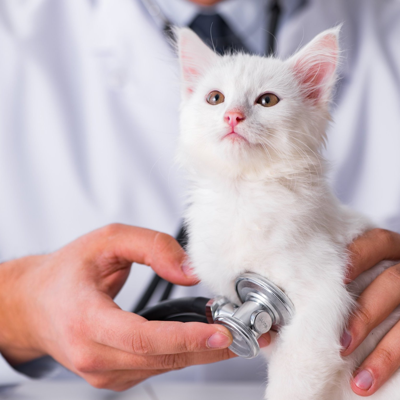 Vet Blues and Birthdays