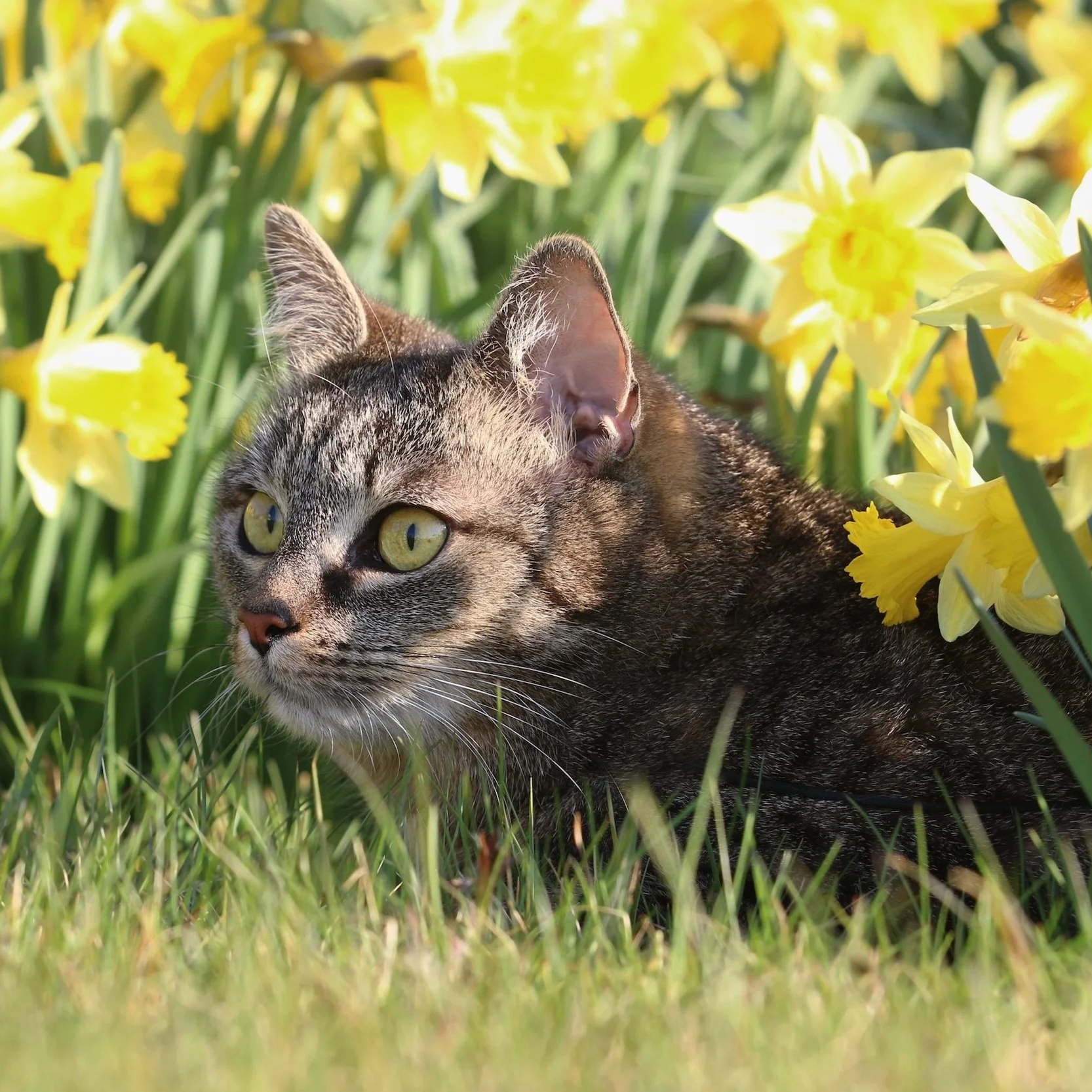 Daddodils Make Me Enormously Happy