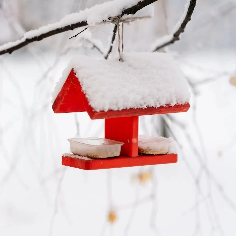 Contests, Seeds, and Snow 