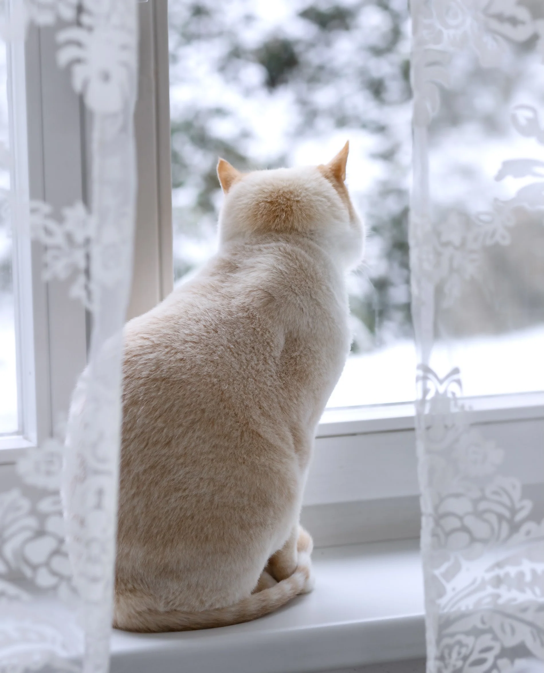 Anybody Else Have Cabin Fever?