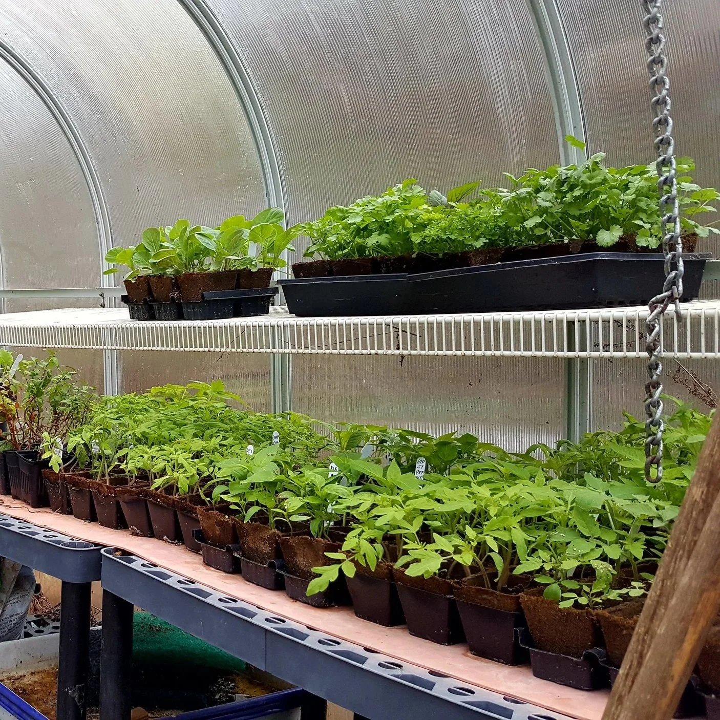 Out to the Greenhouse