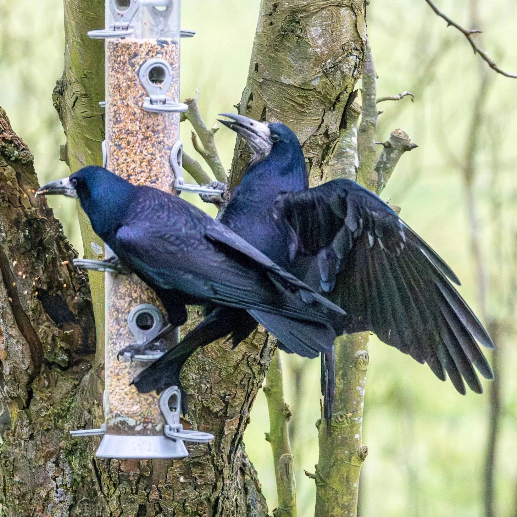 Hungry Crows, Dead Seeds, and a New Assistant