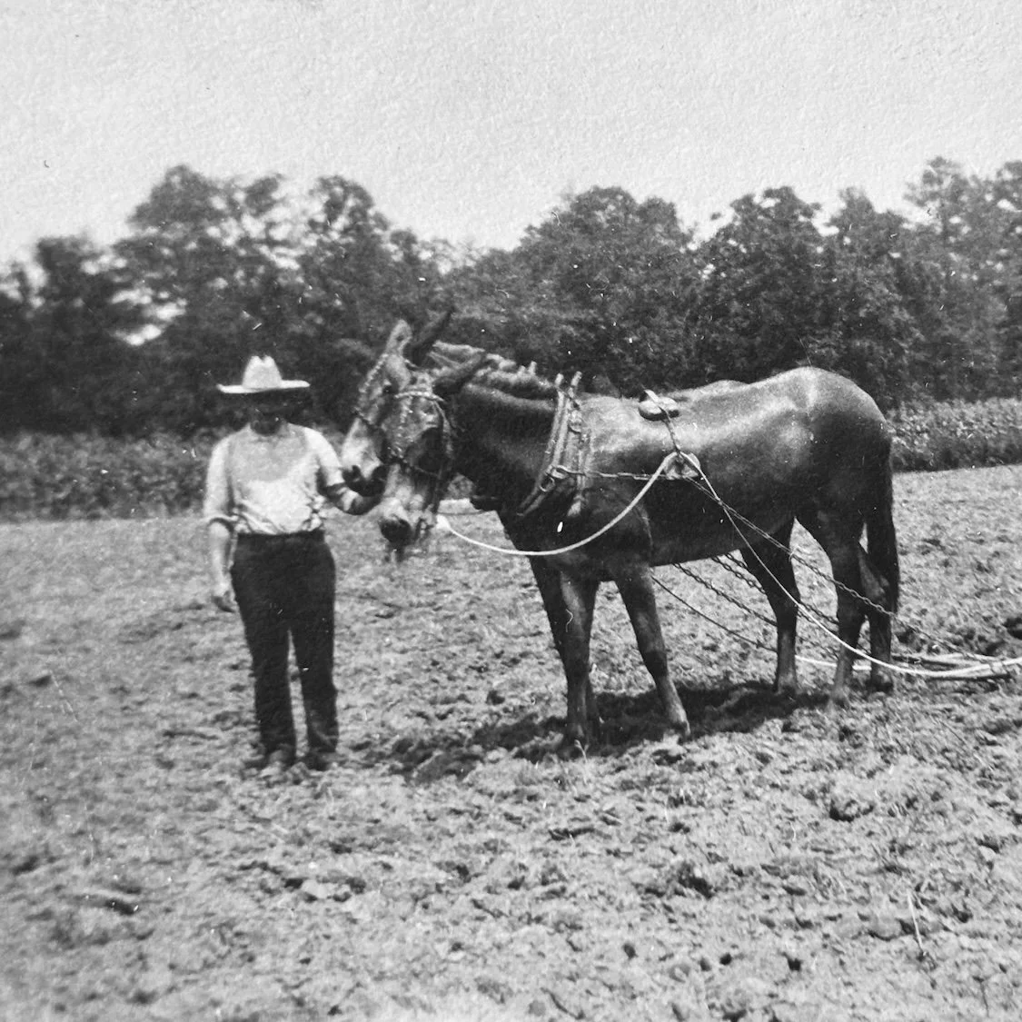High Planting Season