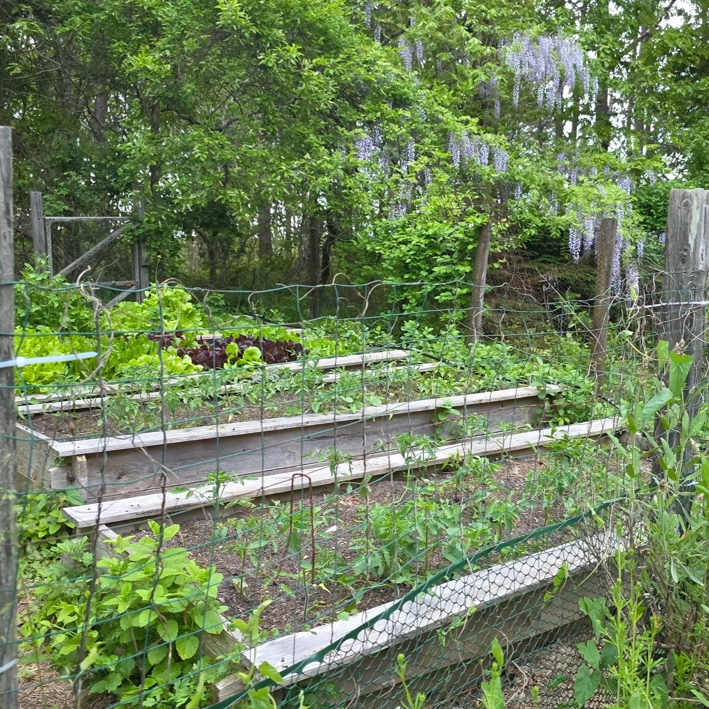 A New Assistant and an Ongoing Garden