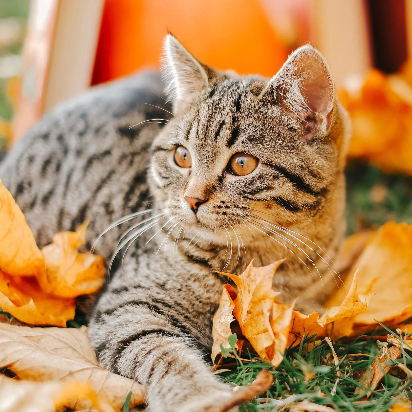 The Blessings of Autumn