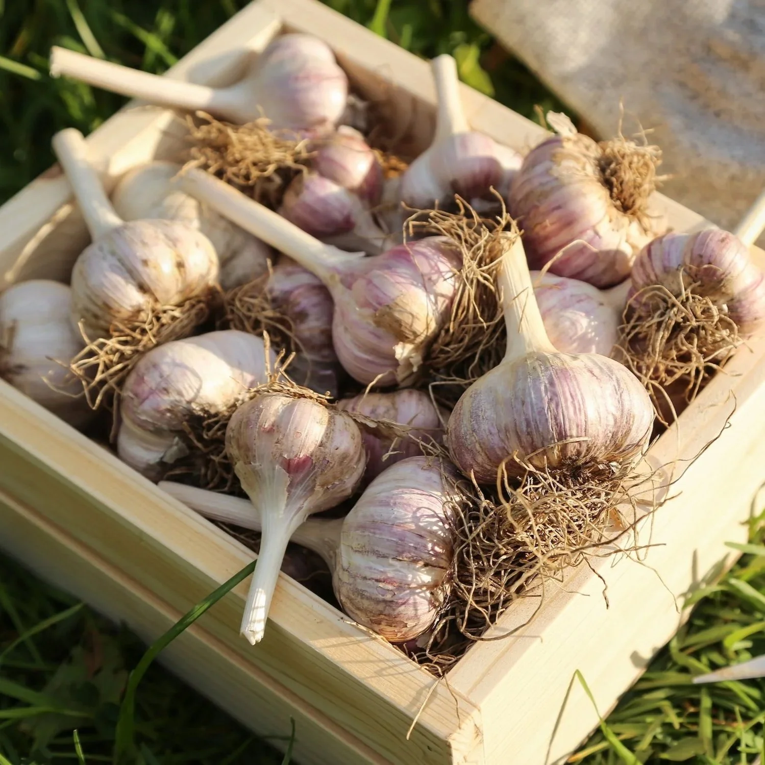 Garlic Time, Almost