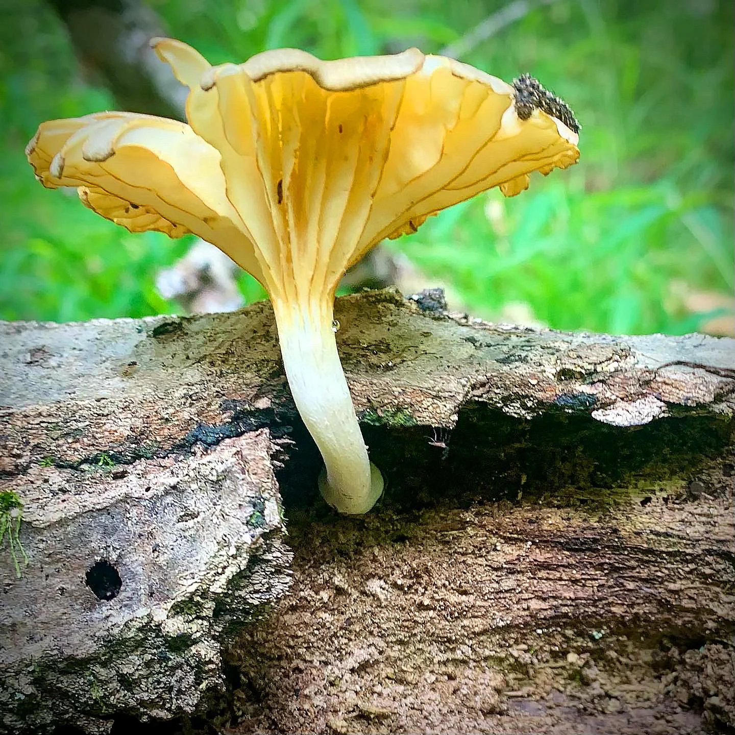 Shroom.jpg