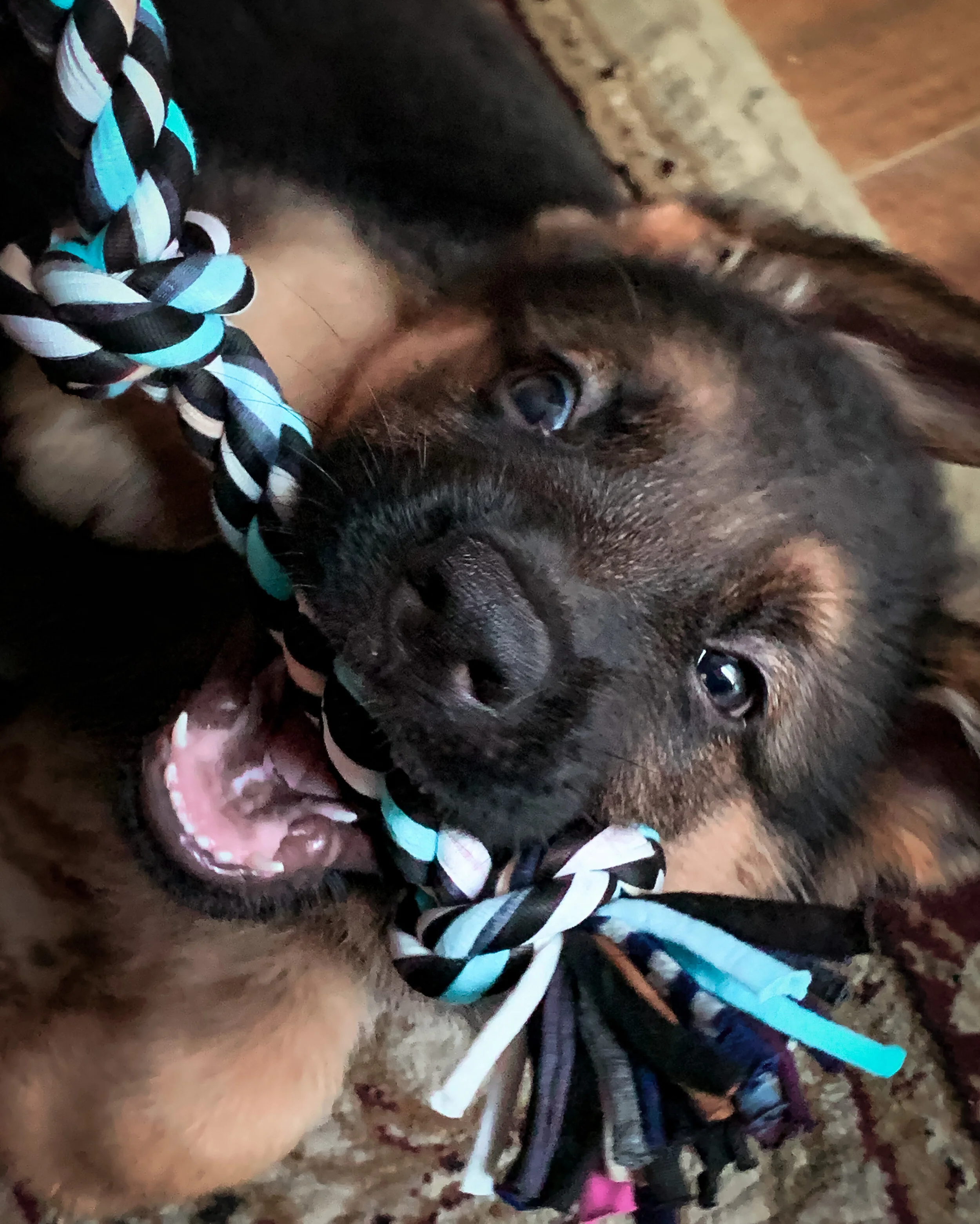 Vom Walters Kennels German Shepherds Breeders & Dog Kennels in California