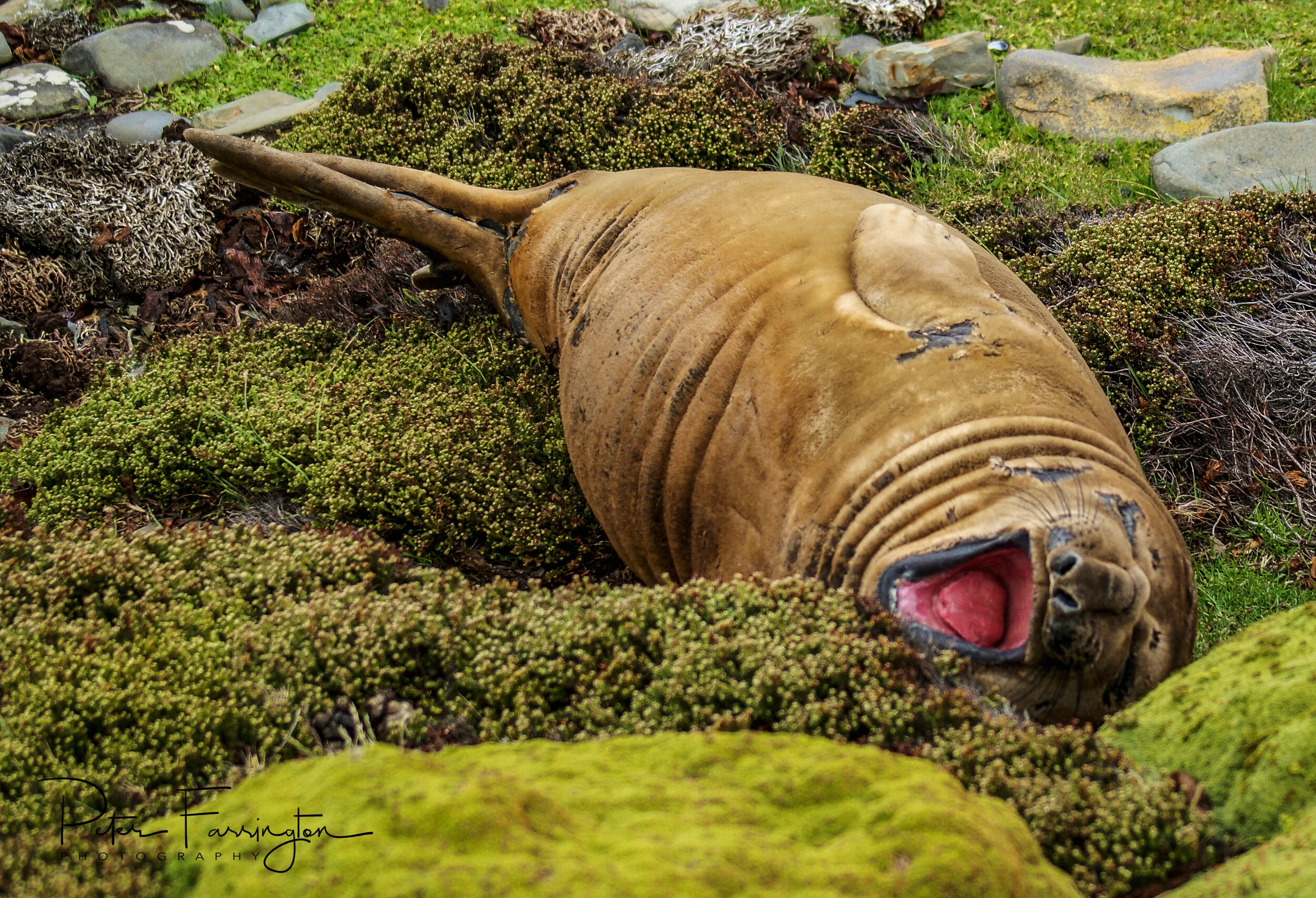 Falklands Tour 2013-14 - 541 of 758.jpg