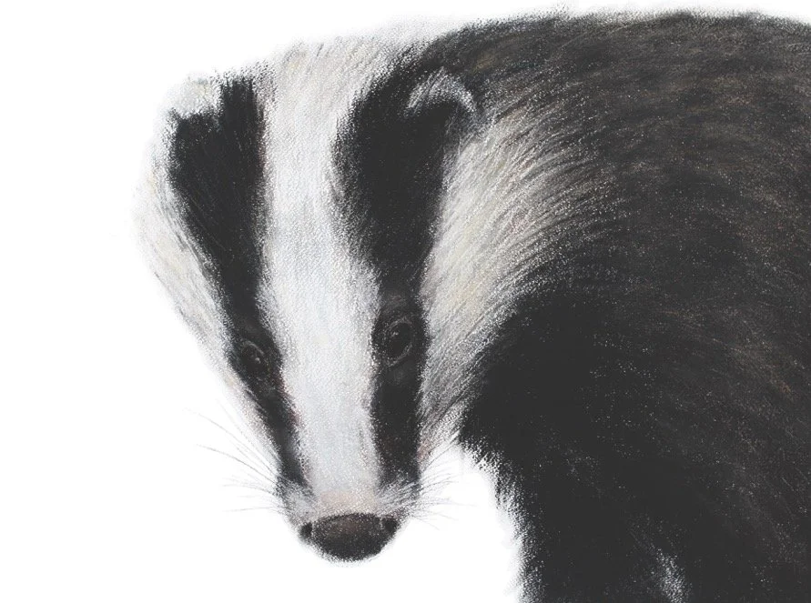 Badger 5, Pastel, Jill Meager