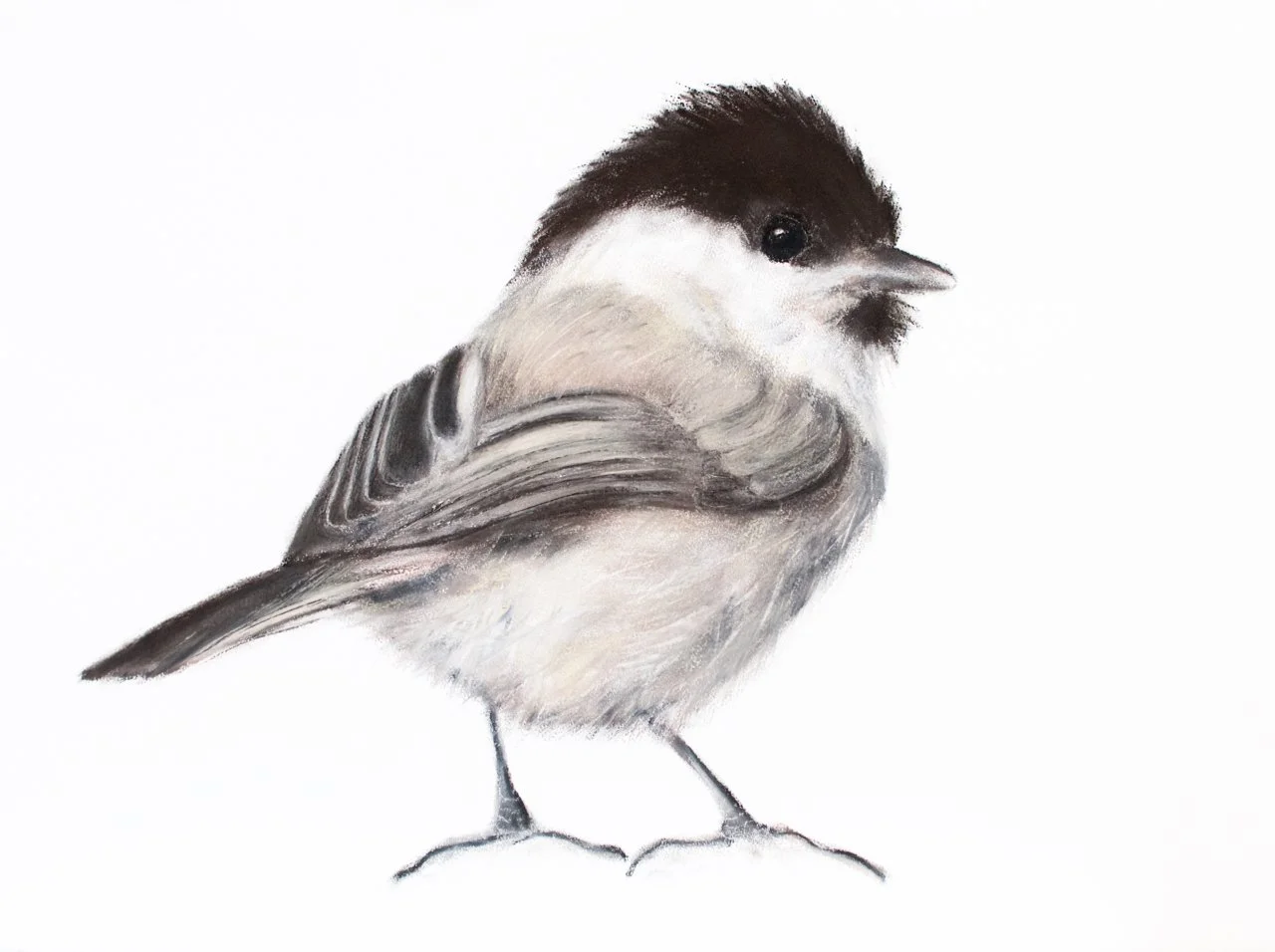 Coal Tit 5, Pastel, Jill Meager