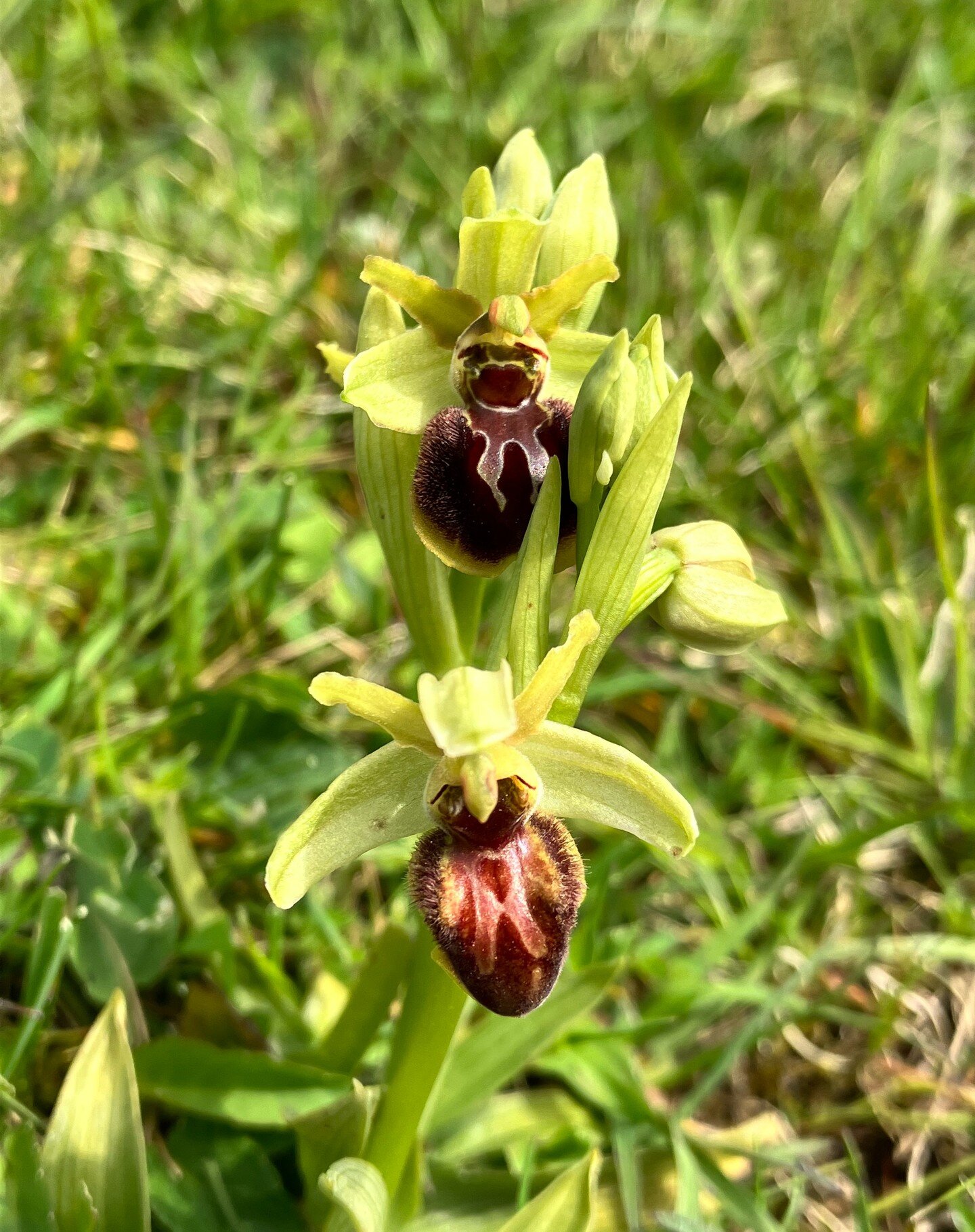 Yesterday,@paullawston and I hiked more than 12 miles in South Downs and had the pleasure of discovering several Early Spider Orchids and Early Purple Orchids during the first UK orchid walk of 2023. 

It was a truly enchanting experience, even if I 