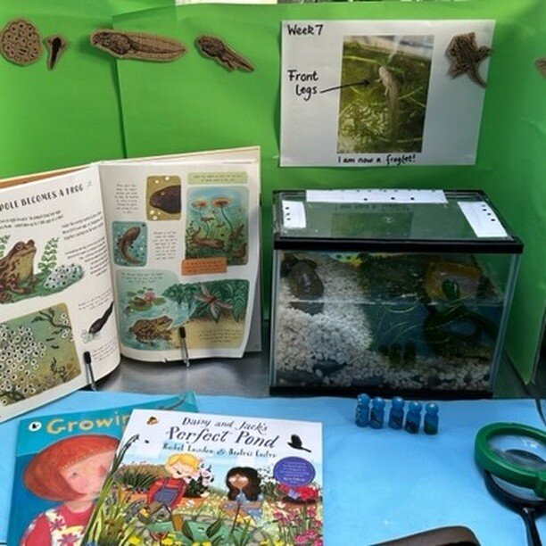 Thank you @florarobins457 and their class for sharing their fun tadpole display. 

They have been studying the complete lifecycle of frogs!

I'm also happy to see that my book was featured with &quot;Growing Frogs&quot; by @nicolakidsbooks. It's an h
