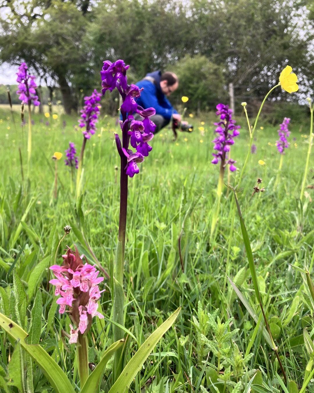 A happy Paul! 

Out for an orchid walk, surrounded by Green Winged and Early Marsh Orchids!