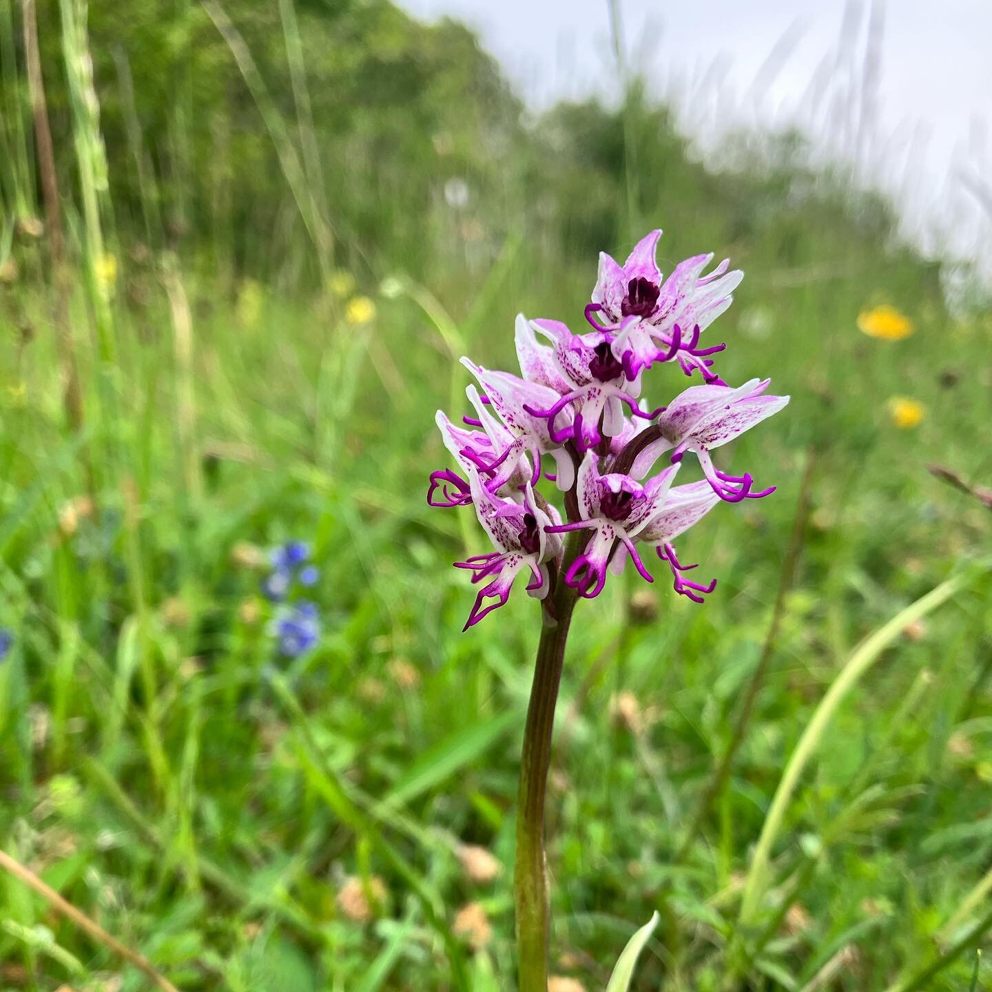 Monkey Orchid

#nativeorchids #wildorchid #wildorchids #orchids #orchidlovers #orchidflower