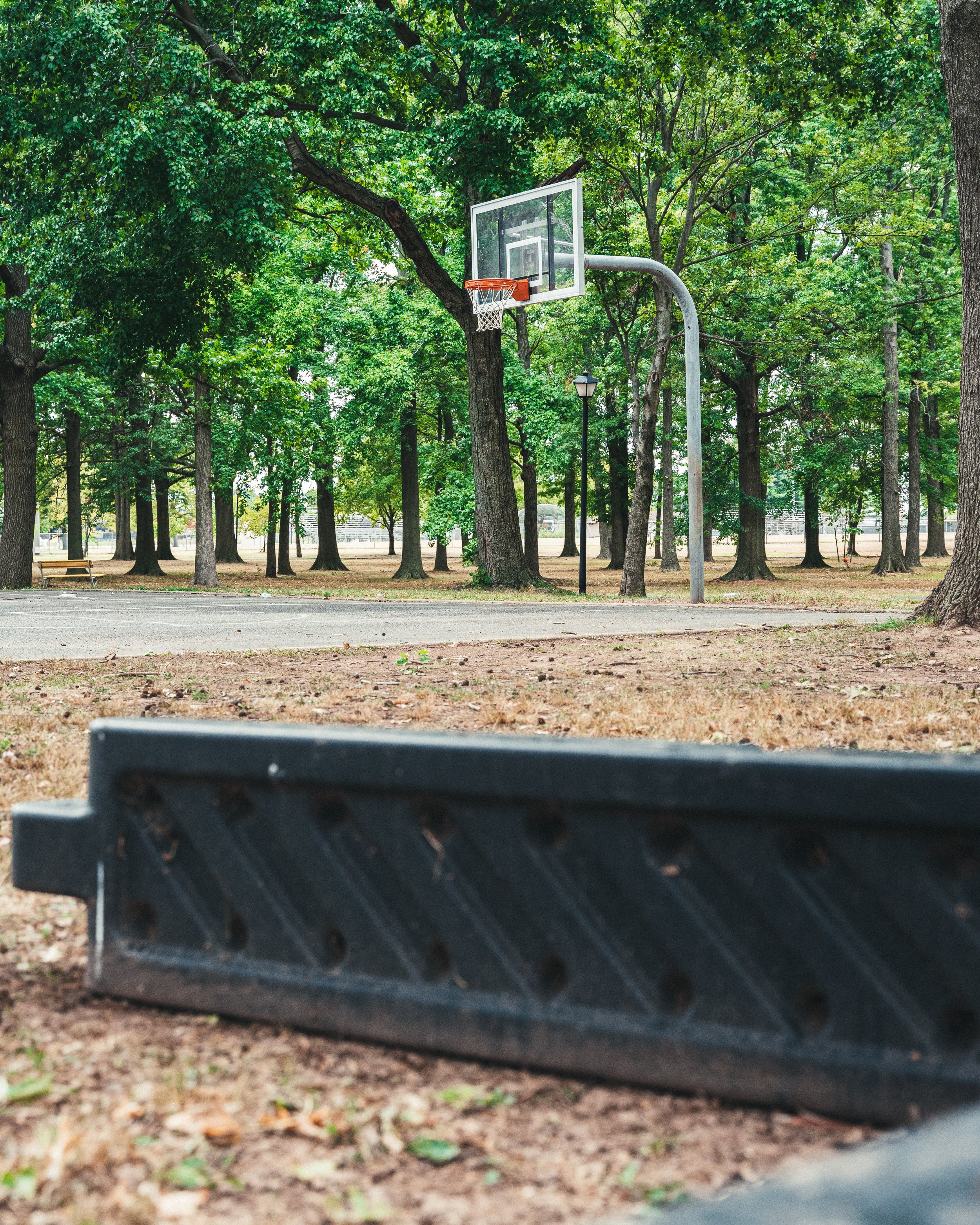 no_dogs_allowed_court-14.jpg